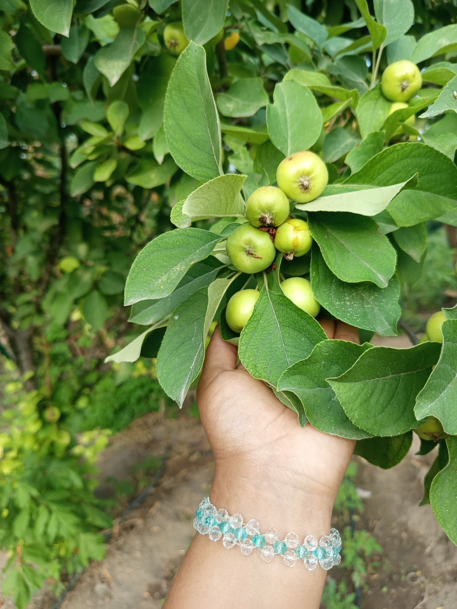 A person's hand, adorned with a beaded bracelet, gently holds a branch of a tree laden with small, green fruits. The fruits, possibly unripe apples, are clustered together amidst lush green leaves. The background is a blur of more greenery and what appears to be a garden or orchard setting, suggesting the location is an outdoor environment. The overall impression is one of nature's bounty and the simple act of connecting with it. The image likely captures a moment in Poltavka, Kyrgyzstan, given the provided context.