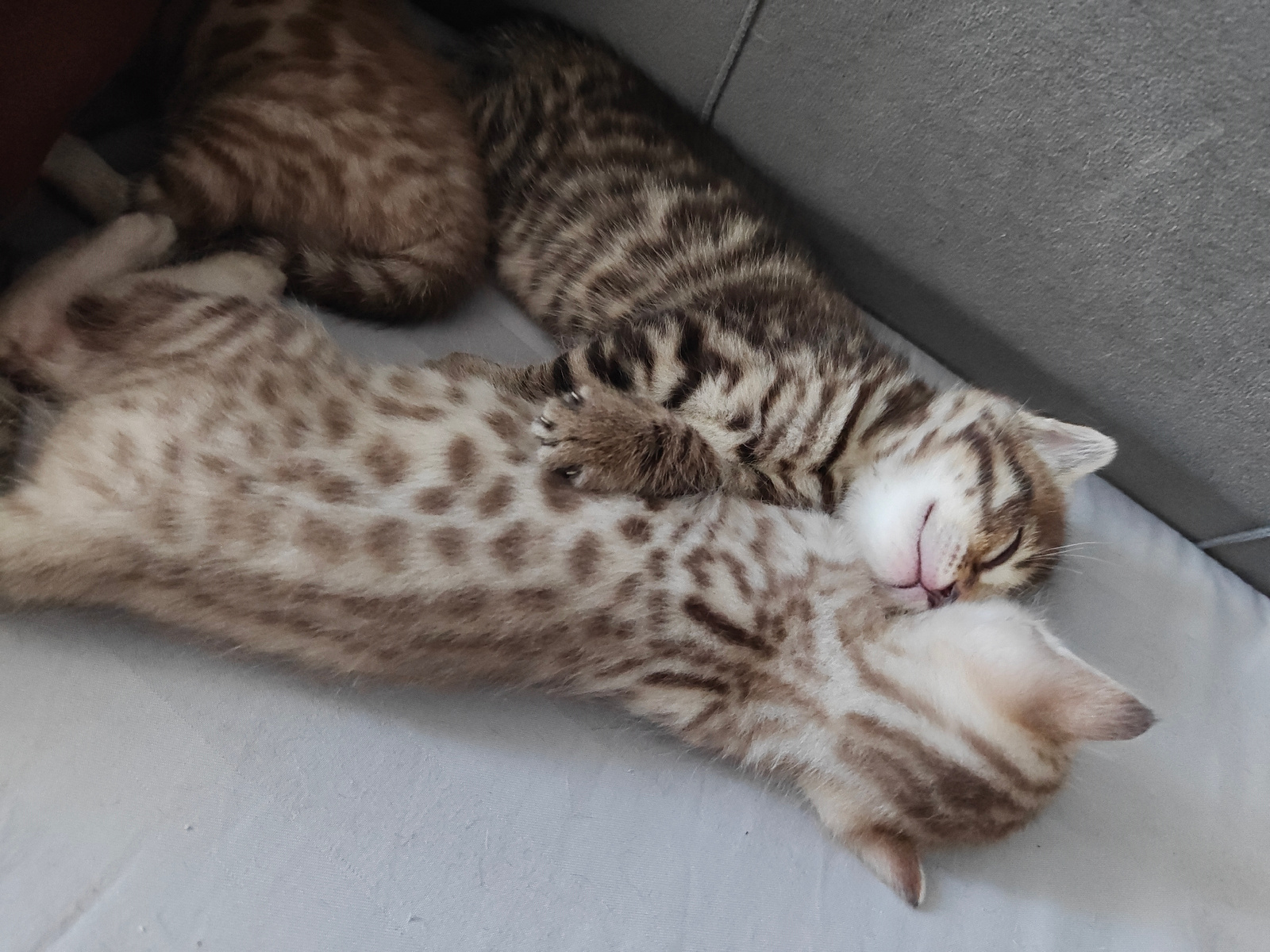 Two kittens are sleeping on a grey surface. One kitten is lying on its back, curled up and sleeping on its side, with its head tucked into its chest. The other kitten is lying on its stomach, curled around the first kitten's head. Both kittens have brown and cream striped fur. The background is a textured grey surface. This image was captured in Krasnoyarsk, Russia.