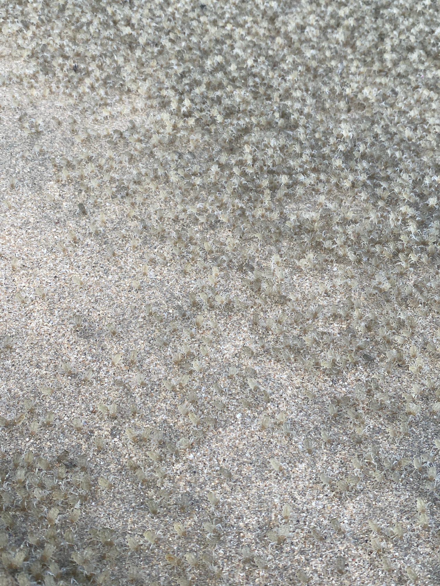 This image shows a close-up, high-angle view of a sandy surface covered with a very large number of small, translucent crabs. The crabs are clustered together, with some appearing to be moving. The sand is light in color, with visible grains. The scene is likely a beach or shoreline. No people are visible in the image. The location is Kuta Selatan, Indonesia.