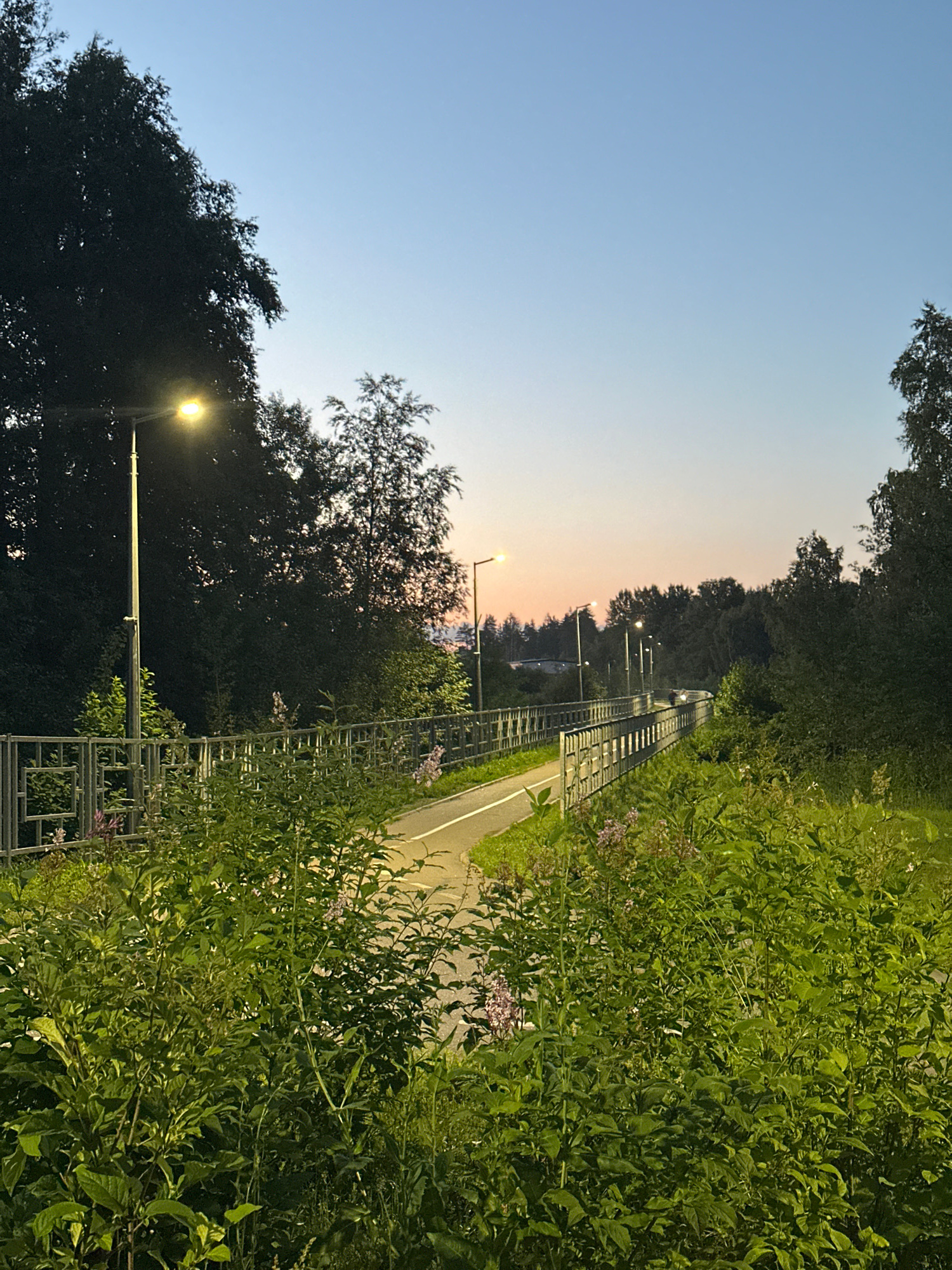 The image depicts a paved path or walkway bordering lush green vegetation, possibly a park or natural area in Vsevolozhsk, Russia. The path is lined with a metal railing, and several lampposts illuminate the scene, indicating it is dusk or early evening. In the background, trees form a dense line, and the sky displays a gradient of light blue to a soft pinkish hue, characteristic of sunset or sunrise. A faint silhouette of a vehicle can be seen in the distance on the path. The foreground is dominated by thick, green plants, some with small purple flowers.