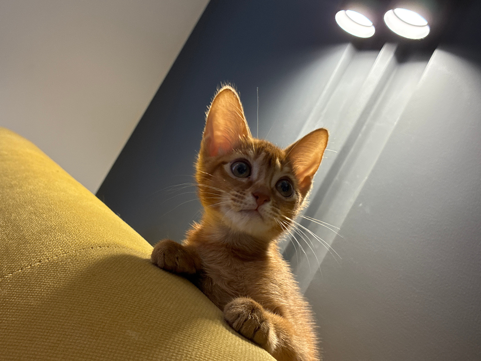 An orange tabby kitten is perched on a bright yellow, textured surface, possibly a couch cushion. The kitten is looking directly at the camera with wide, alert eyes. Its front paws are resting on the edge of the cushion, and its body is angled slightly downwards. In the background, a wall transitions from a light color on the left to a dark gray on the right. Two circular light fixtures are visible on the dark gray wall, casting strong, directional light downwards. The scene is lit with a low-angle, dramatic lighting style. There are no people or any other identifiable objects or context that would indicate a specific location within a city.
