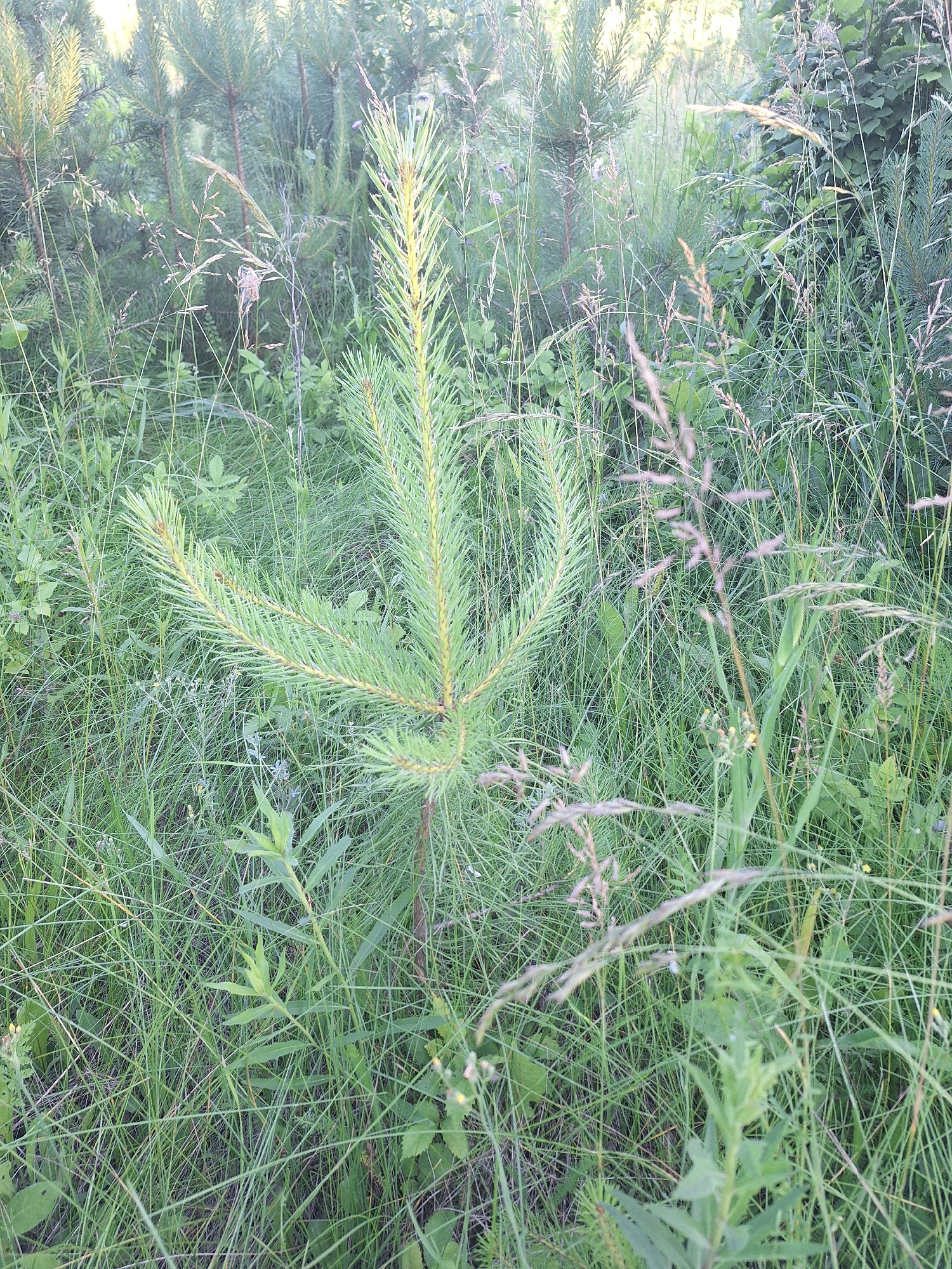 A close-up, medium shot captures a small pine sapling growing amidst a dense and varied collection of green grass and other vegetation. The sapling, positioned slightly left of center, is the primary subject, with its light green needles and light brown trunk clearly visible. The surrounding environment is a mix of tall, thin blades of grass, some with seed heads that appear dry and pale, and broader green leaves of other plants. In the background, several larger pine trees are visible, their needles darker green and their forms more mature. The lighting suggests it is daytime, with sunlight filtering through the foliage, creating some highlights and shadows. The overall impression is a natural, untamed patch of vegetation, likely in a rural or semi-rural setting. The scene is devoid of any human presence or activity.