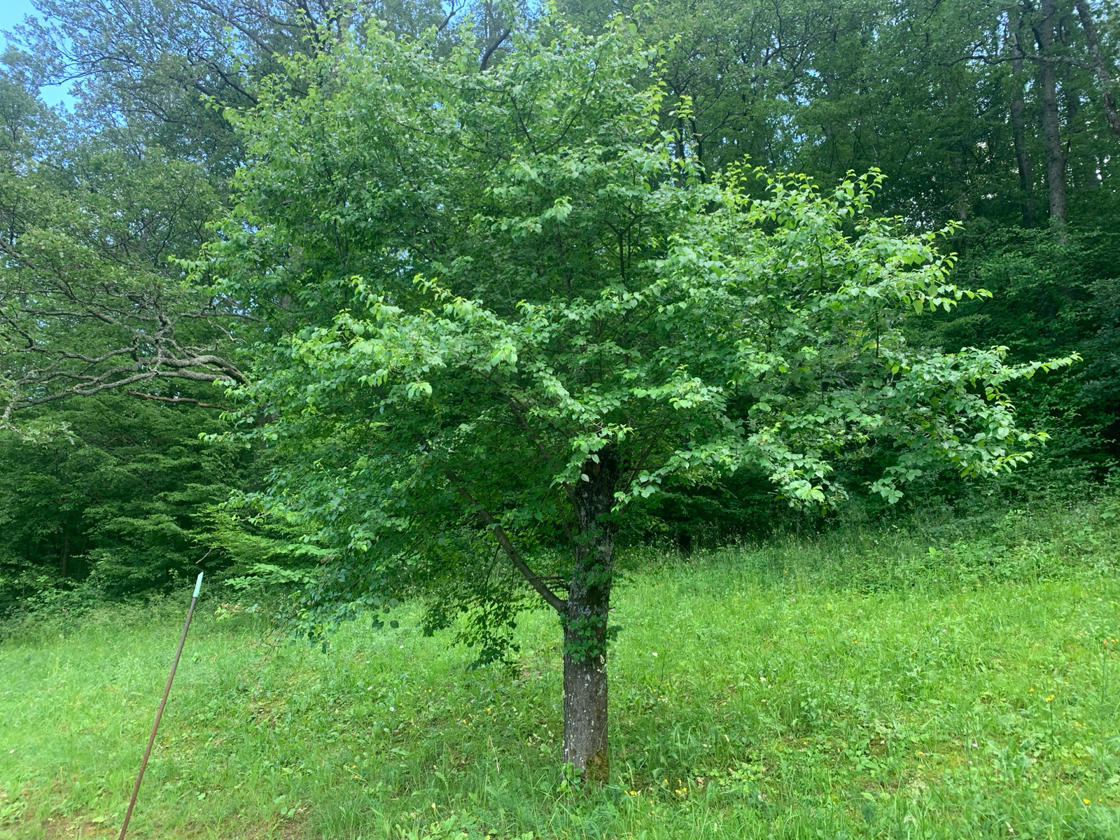 The image depicts a medium-sized deciduous tree with a full canopy of vibrant green leaves, standing in a grassy clearing. The tree trunk is rough and textured, with some moss visible. The clearing is covered in lush green grass, interspersed with smaller plants and wildflowers. In the background, a dense forest with a variety of trees creates a natural, verdant backdrop. A tall, slender pole with a light blue tip is positioned in the lower left quadrant of the image, leaning slightly to the right. The sky is visible through the leaves of the trees, suggesting an overcast or partly cloudy day. The overall scene is one of a tranquil, natural environment, likely in a rural or forested area. The location in Novo Bardo, Bulgaria is not visually discernible from the image itself.