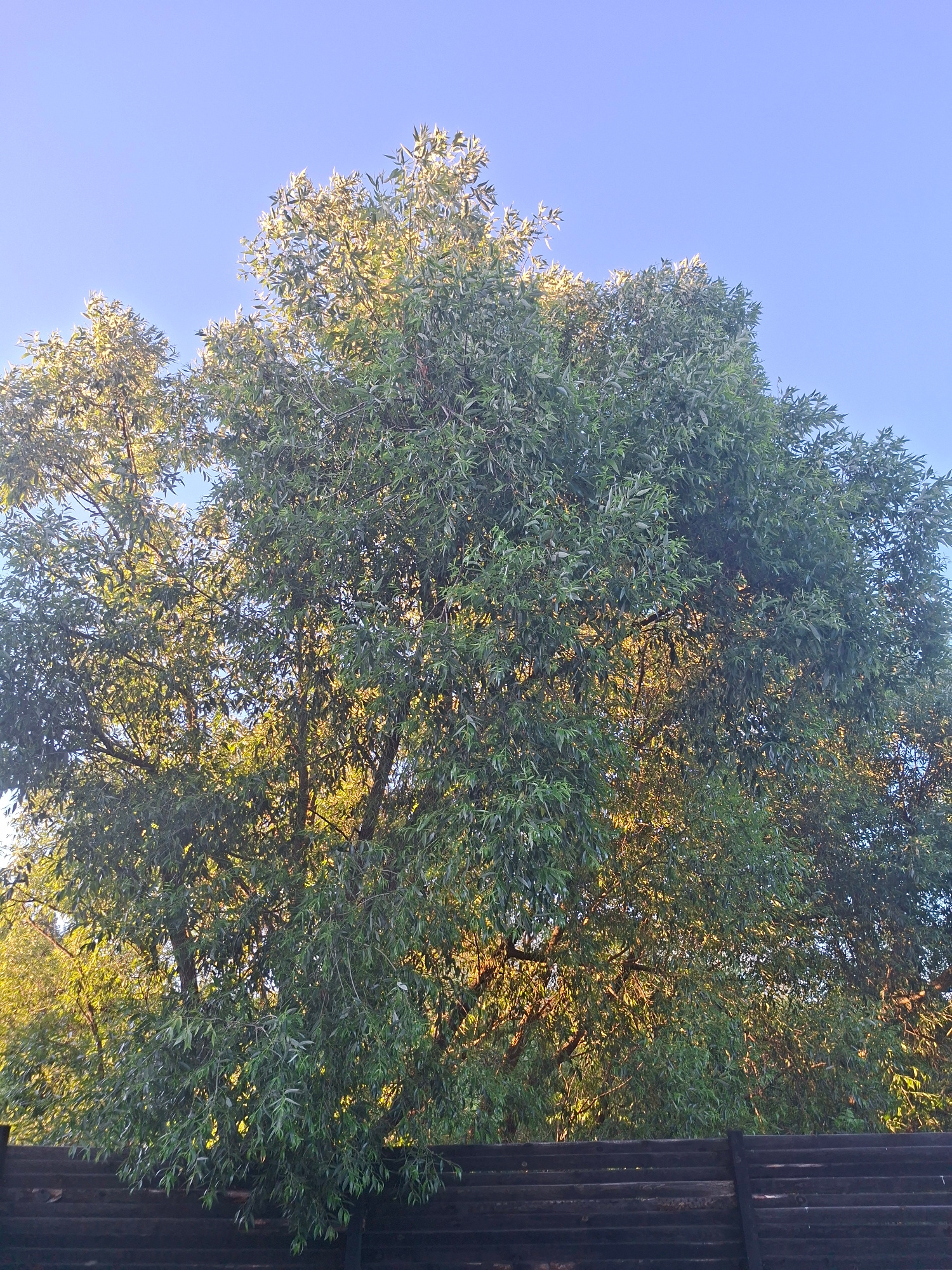 A large, leafy tree with green foliage dominates the frame, its branches reaching upwards towards a clear blue sky. The lower portion of the image shows a dark, horizontal wooden fence. The scene appears to be outdoors, possibly in a residential area of Ivanovo, Russia, given the style of the fence and the overall naturalistic setting. There are no people visible in the image, and no actions or interactions are taking place. The lighting suggests it is daytime, with sunlight filtering through the tree's leaves.