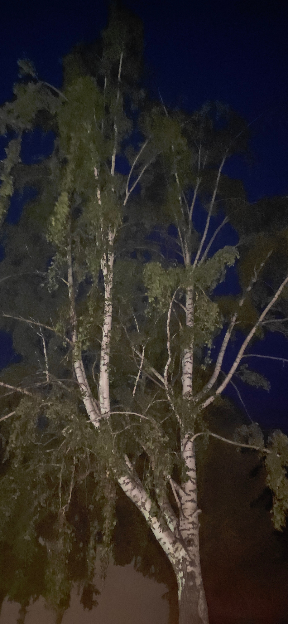 The image captures a tree trunk and branches, likely a birch tree, against a dark background, suggesting nighttime. The tree is illuminated, possibly by artificial light, highlighting its distinctive white bark with dark markings and the green foliage. The branches are spread out, some appearing to droop. The overall scene is dimly lit, with the dark sky dominating the upper portion of the image and a shadowy, indistinct area on the right. There are no visible people or text. The location context provided is Бактуу-Долоноту, Kyrgyzstan, which offers no specific visual cues within the image itself but sets a geographical context. The image's orientation is sideways.