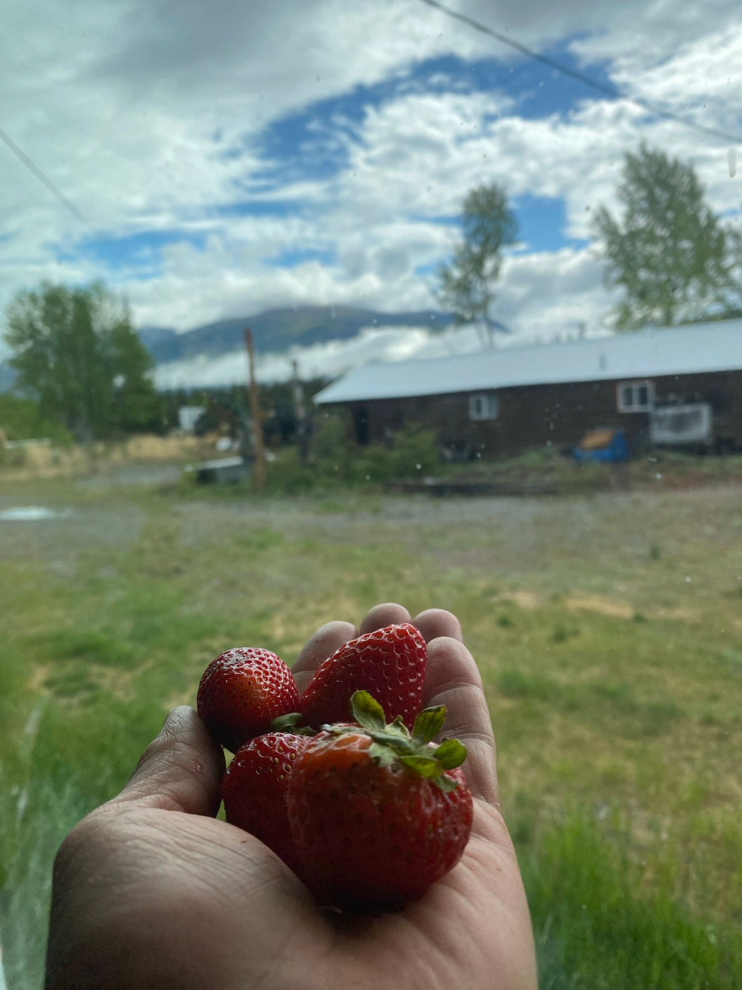 A close-up, low-angle shot shows a person's open palm holding four ripe strawberries. The strawberries are red with visible seeds, and one has a green stem. The hand is skin-toned and appears to be in focus. In the background, a blurred outdoor scene unfolds, suggesting a rural or semi-rural location, possibly in Haines Junction, Canada, given the context. There is a long, dark building with white trim and windows, and beyond that, rolling hills and mountains under a cloudy sky. The foreground is dominated by the hand and strawberries, with the background out of focus, creating a shallow depth of field. The overall lighting suggests an overcast day.