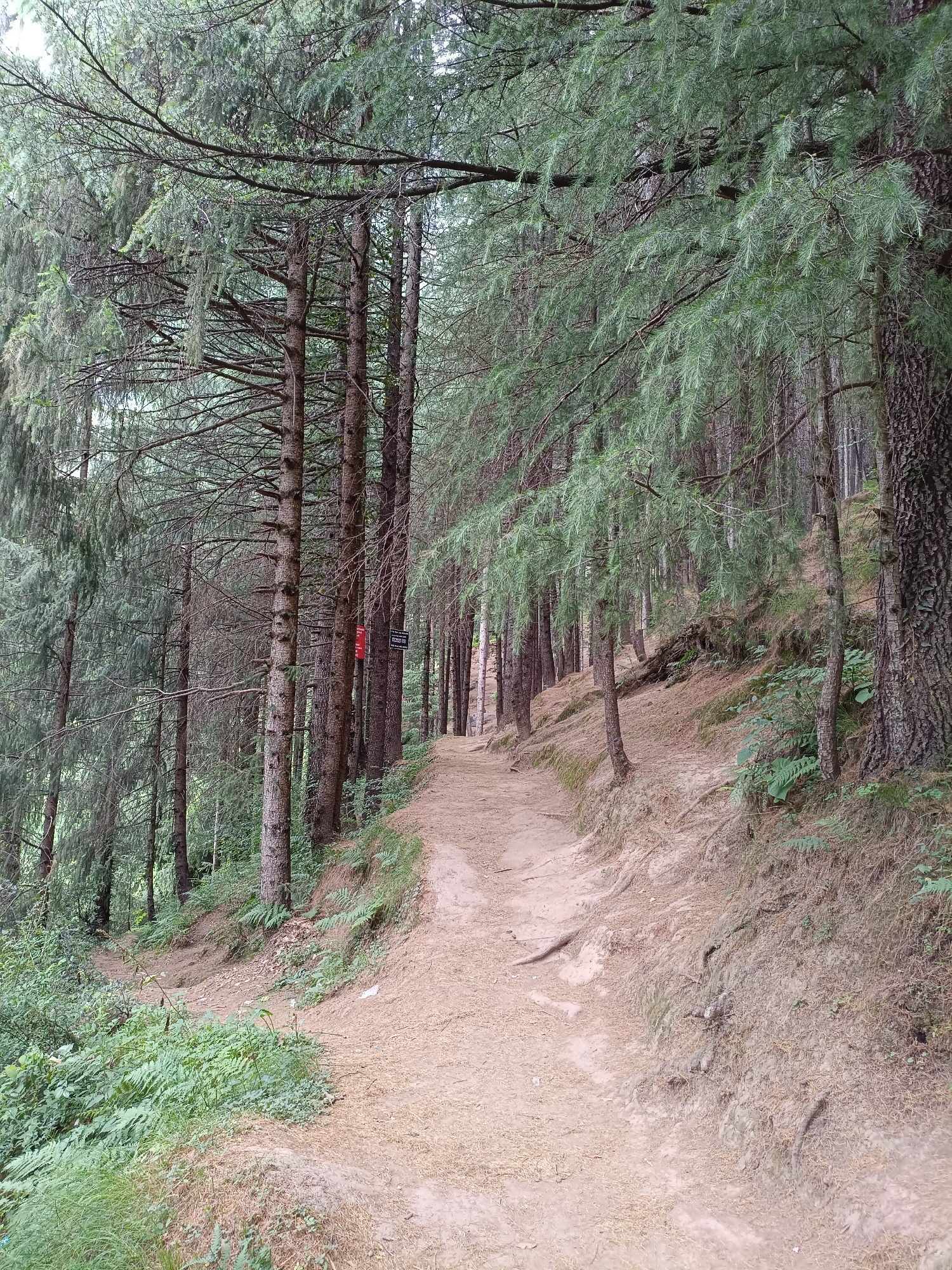The image depicts a dirt hiking trail winding through a dense pine forest. The path is well-trodden and covered in pine needles and light brown soil. Tall, slender pine trees with rough bark line both sides of the trail, their branches extending over the path, creating a dappled shade. The forest floor on the right is a steep, earthy incline covered with pine needles and some sparse green vegetation. On the left, the ground slopes down more gently, featuring a thicker growth of green ferns and other undergrowth. Two small signs are visible on trees in the middle ground on the right side of the trail, one red and one black with white lettering, though the text is unreadable. The overall impression is one of a natural, serene forest environment. This scene is consistent with the hiking trails found in and around Vashisht, India, a town known for its natural beauty and spiritual significance, often characterized by such pine forests.