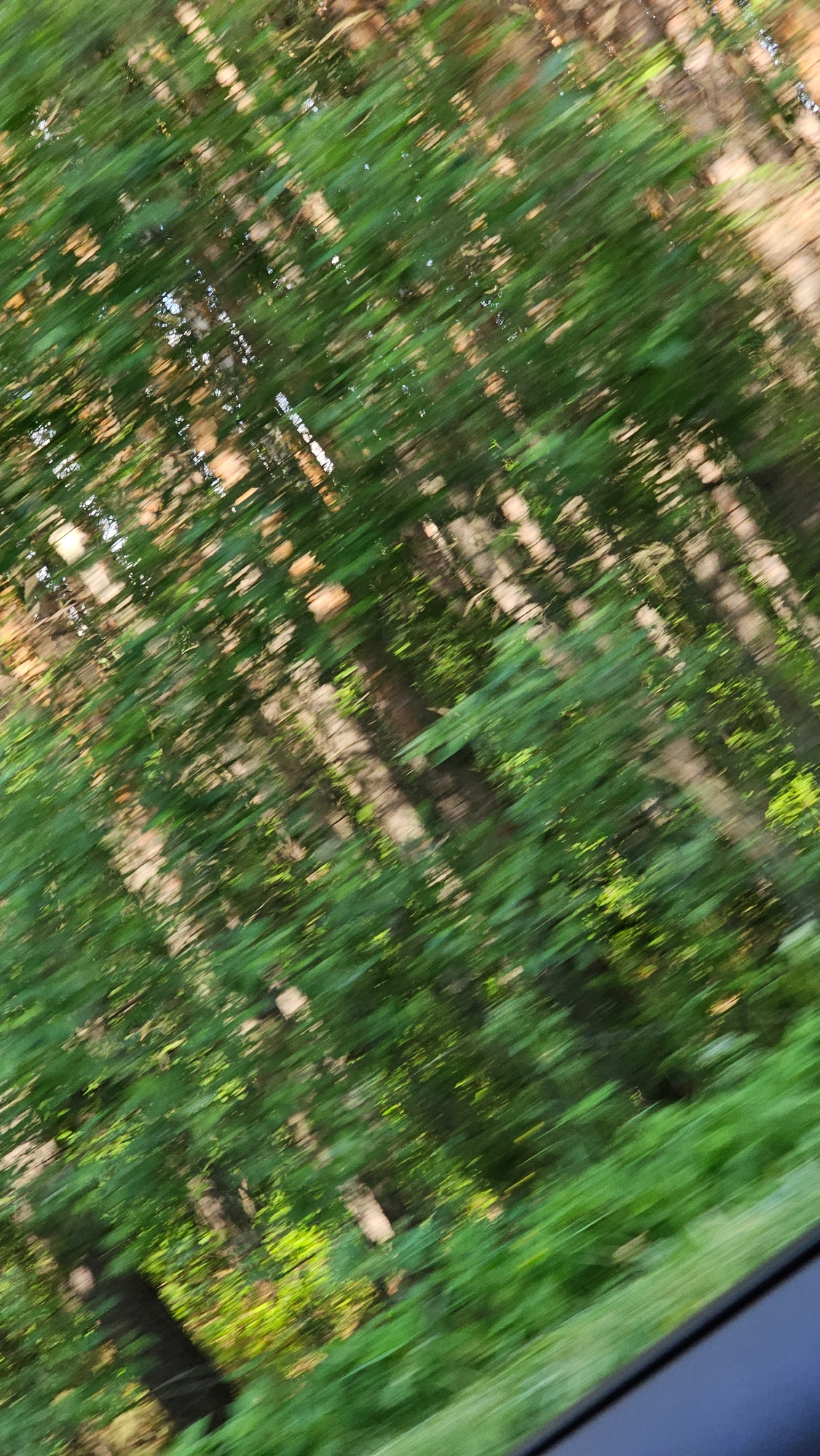 This is an abstract, motion-blurred image with a diagonal composition, likely taken from a moving vehicle. The primary subjects are the blurred forms of green vegetation, suggestive of grass or reeds, interwoven with patches of brown and tan, possibly indicating dry earth or decaying organic matter. There are also areas of bright, luminous green, which could be sunlit leaves or flowers. The overall impression is one of natural scenery, viewed in a dynamic and impressionistic way.
The activity implied is travel, given the motion blur, suggesting the scene is passing by quickly. The time of day is indeterminate due to the blur, but the presence of bright, illuminated areas hints at daylight. The weather is also unclear, though the vibrant greens might suggest a period of growth, possibly spring or summer.
There are no discernible people or distinct objects within the frame. The setting appears to be outdoors, in a natural environment. The diagonal line of dark blue or black in the upper right corner could be the edge of a window frame or a car body, further supporting the interpretation of the image being captured from inside a moving vehicle. No text is visible in the image. The abstract nature of the image evokes a sense of fleeting movement and the beauty of natural patterns perceived through dynamic visual experience.