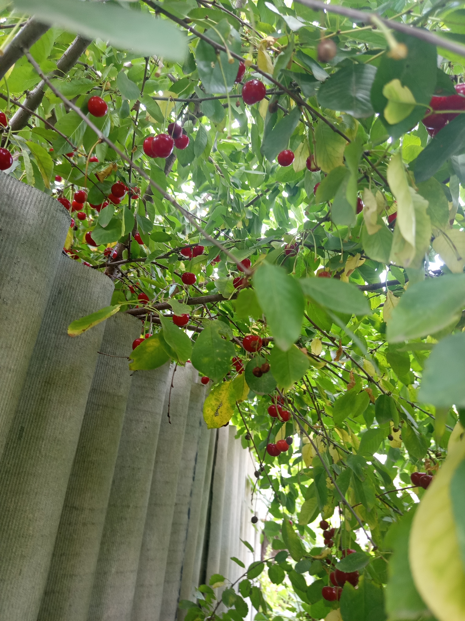 The image captures a close-up view of a cherry tree laden with ripe red cherries, set against a backdrop of corrugated siding. The scene is outdoors, suggesting a garden or backyard. Sunlight filters through the dense green foliage, highlighting the vibrant red of the cherries. Some leaves are yellowing, indicating a late summer or early autumn season. The corrugated siding, with its vertical ridges and weathered texture, appears to be a fence or a wall, providing a strong textural contrast to the organic forms of the tree. The focus is on the abundance of the cherry harvest, with numerous clusters of fruit visible. The time of day is likely daytime, given the natural light. There is no visible text in the image. The overall impression is one of natural bounty and a rural or semi-rural setting.
