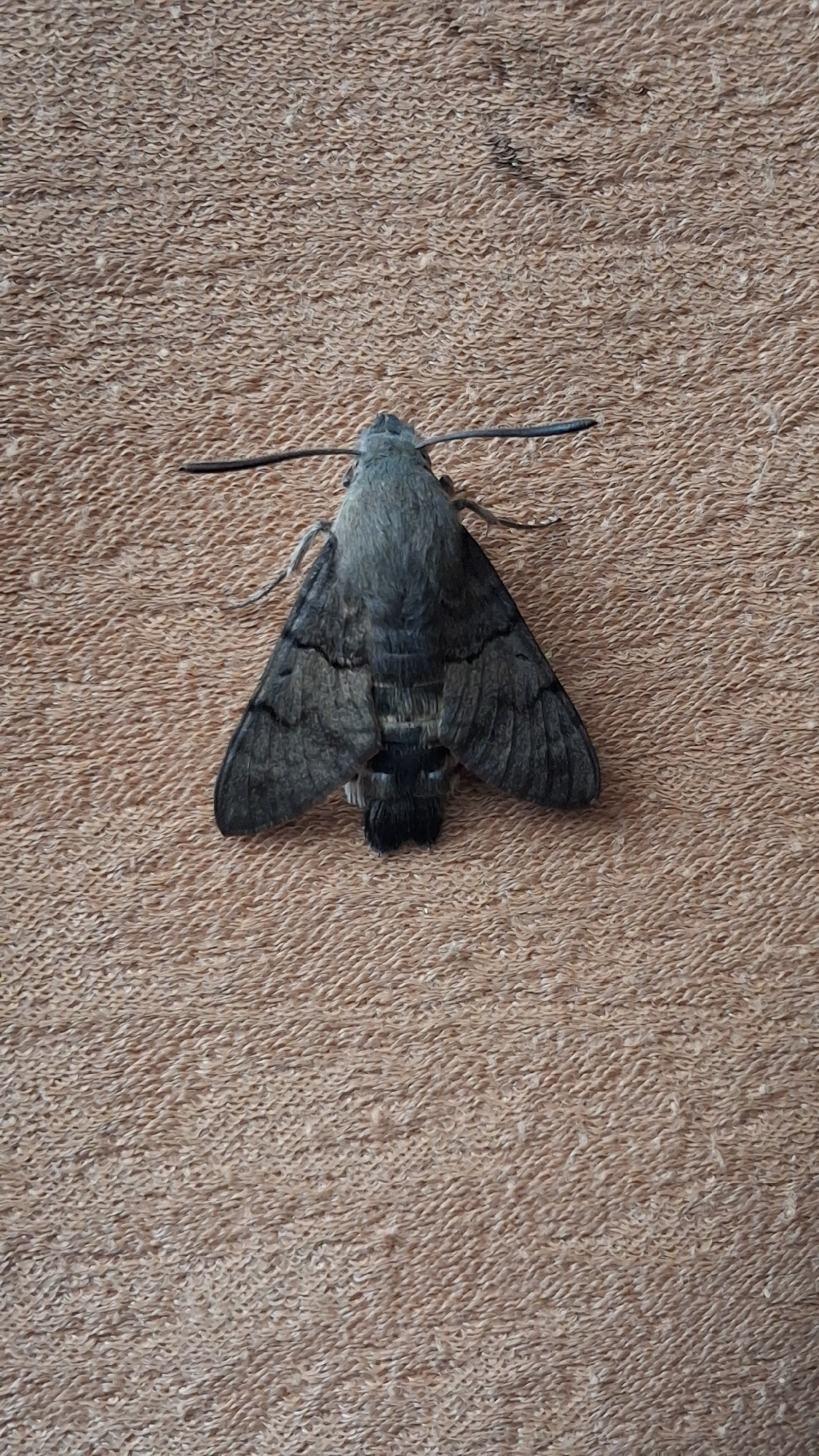 A gray moth is resting on a textured, beige surface. The moth is oriented horizontally, with its wings spread open. Its body is dark gray, and its wings have intricate black markings. The surface it is resting on appears to be fabric, possibly a carpet or upholstery, with a coarse, looped texture. The lighting suggests it is daytime, and the scene is indoors. No people or specific location details within Marchevo, Bulgaria are visible in the image.