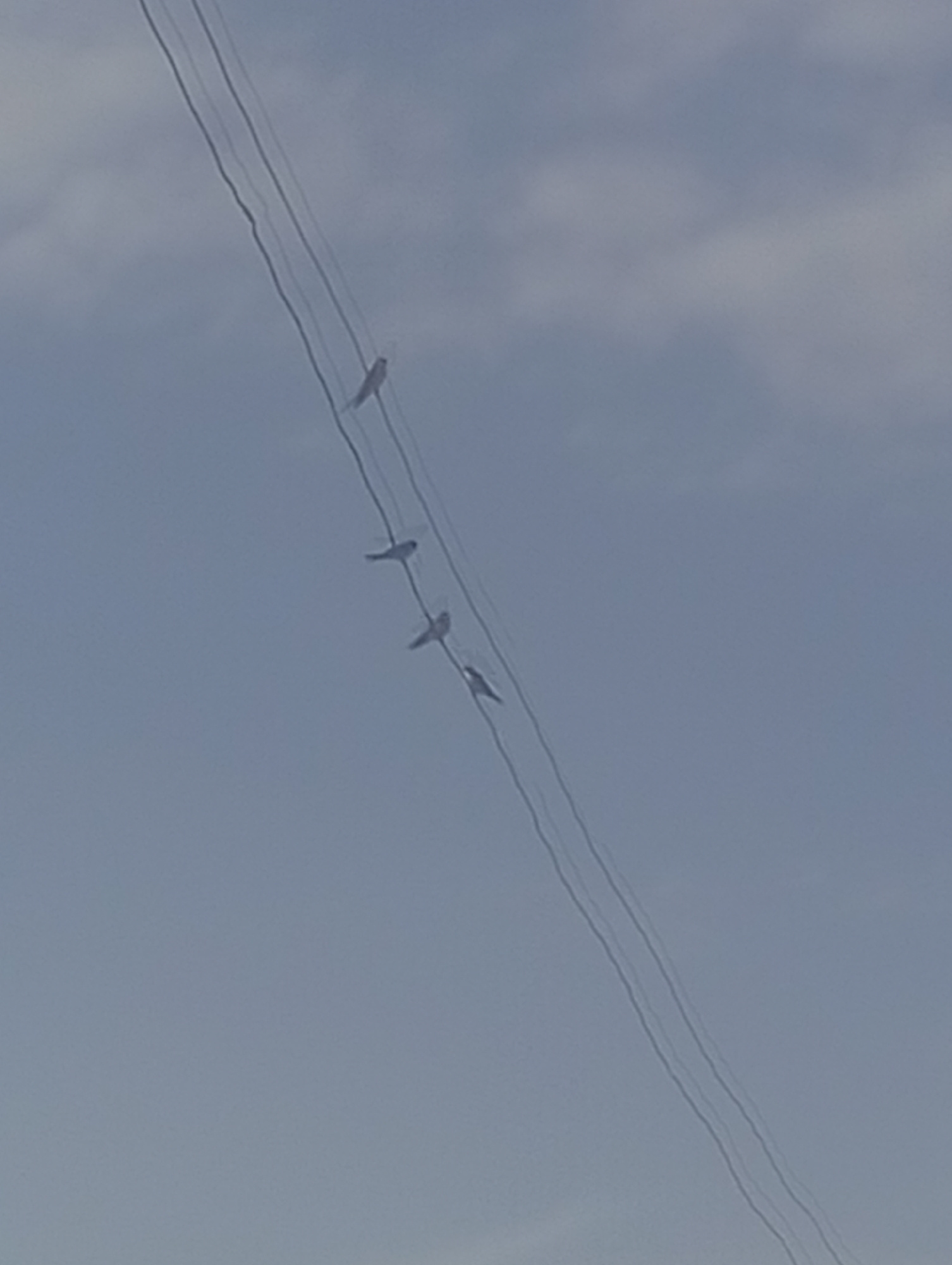 A low-angle shot shows four small birds perched on three parallel power lines against a hazy blue sky. The power lines stretch diagonally from the top left to the bottom right of the frame. The birds are silhouetted against the sky, with the uppermost bird clearly visible as it faces left, and the other three birds positioned below it, also facing left, with increasing distance between them. The background consists of soft, blurred clouds, suggesting an overcast or hazy day. The image appears to have been taken in Katon Rikkos, Nigeria.