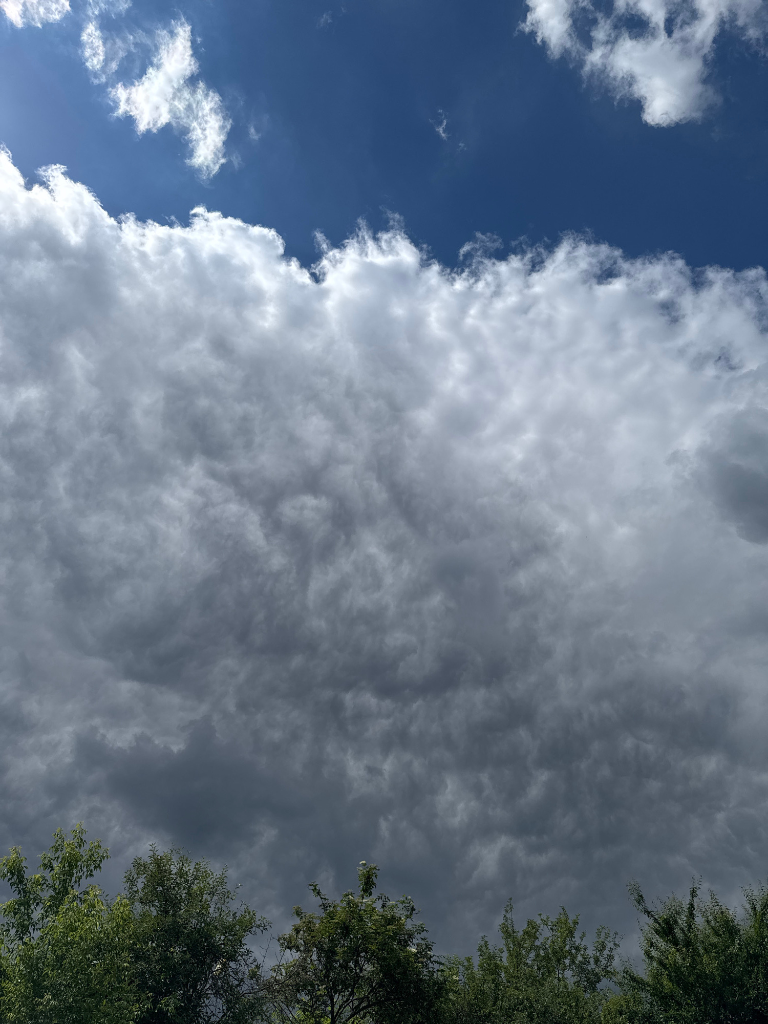 This media file captures a dramatic sky with a clear division between a bright blue expanse and an ominous, gray cloud formation. The left side of the frame features a vibrant blue sky dotted with fluffy white cumulus clouds. As the frame moves towards the right, the clouds become larger, denser, and darker, transforming into a towering mass of gray. The texture of these clouds is intricate, with visible layers and varying shades of gray, suggesting an impending change in weather. The right edge of the image is framed by lush green foliage from trees, their leaves appearing dark in contrast to the sky.
The scene is predominantly a sky view, looking upwards. There are no visible people or man-made objects, placing the focus entirely on the natural elements of the sky and trees. The contrast between the bright, sunny blue sky and the heavy, dark clouds creates a sense of dynamism and visual tension. This juxtaposition might evoke a feeling of anticipation or even unease, hinting at a storm approaching or passing.
The lighting suggests it is daytime, with the sun illuminating the white clouds and the blue sky, while the darker clouds are likely obscuring direct sunlight. The presence of trees with green leaves indicates a season conducive to plant growth, possibly spring or summer. The lack of any identifiable landmarks or specific features makes the location general, potentially a natural setting like a park or a backyard. There is no visible text in the image.