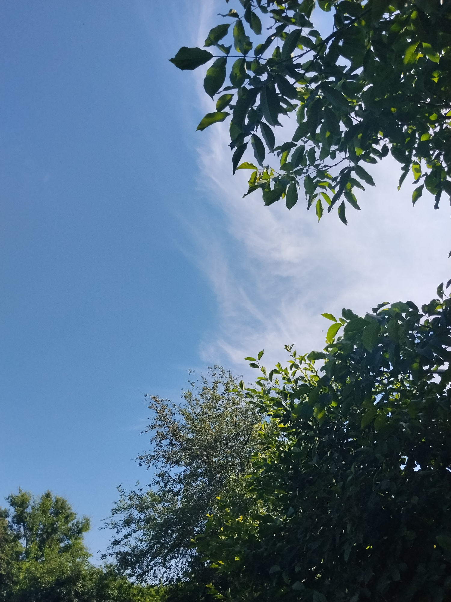 The image captures a bright, clear sky with scattered wispy clouds. The lower portion of the frame is dominated by lush green foliage from trees. In the upper right corner, a branch with dark green leaves extends into the sky. On the right side of the image, a denser canopy of green leaves fills the lower portion. In the lower left and center, more trees with lighter green and darker green leaves are visible, some with thinner branches. The sky is a vibrant blue. The image appears to be taken outdoors, looking upwards at the sky and surrounding trees. There are no people or discernible human activity in the image. The scene is devoid of any urban elements or structures, suggesting a natural or park-like setting. The lighting indicates it is daytime, likely sunny, with the sun possibly positioned to the right or behind the foliage, creating some shadows. The location of Ustyvytsia, Ukraine is not visually evident from the image itself, as there are no landmarks or specific identifying features present.