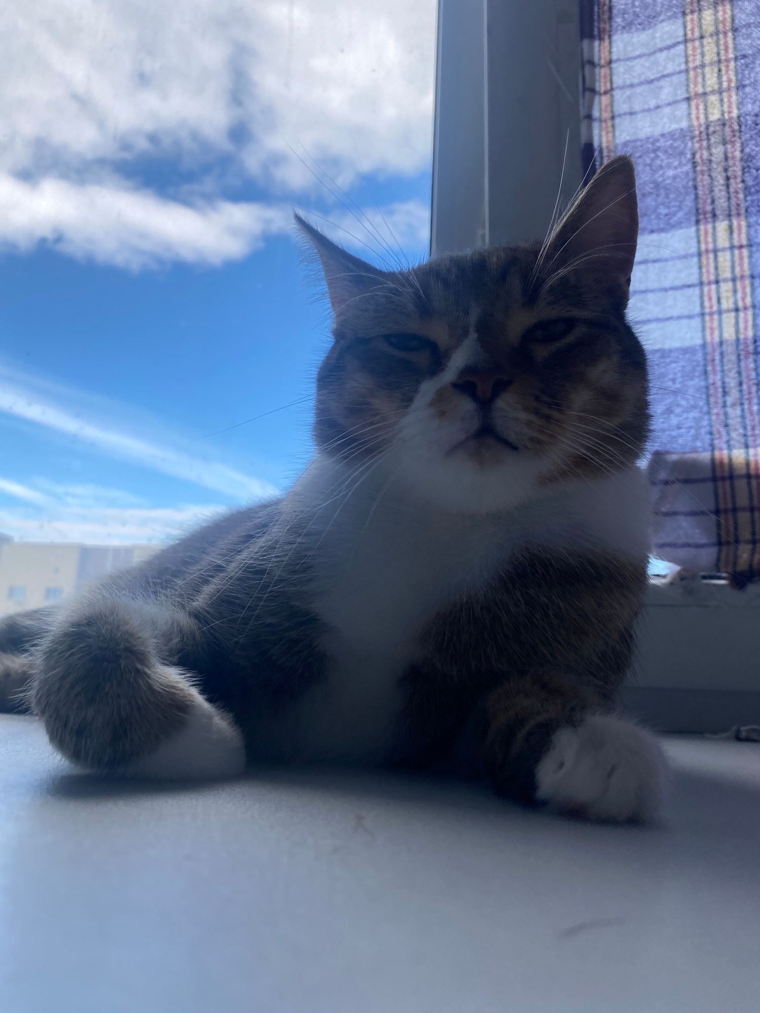 This media file is a photograph of a cat lounging on a windowsill. The cat is a tabby with white markings on its chest and paws. It is looking towards the camera with a relaxed expression.
The background of the image shows a bright blue sky with scattered white clouds, suggesting it is daytime and the weather is clear. Behind the cat, there appears to be a curtain with a plaid pattern. The setting seems to be indoors, near a window, in Novokuybyshevsk, Russia. The lighting suggests it is daytime, likely morning or afternoon due to the brightness of the sky.
The cat's paws are visible, one of which is gently resting on the windowsill. Its fur is fluffy, and its ears are perked slightly. The overall mood of the image is peaceful and cozy, capturing a typical domestic scene. There is no visible text in the image.
