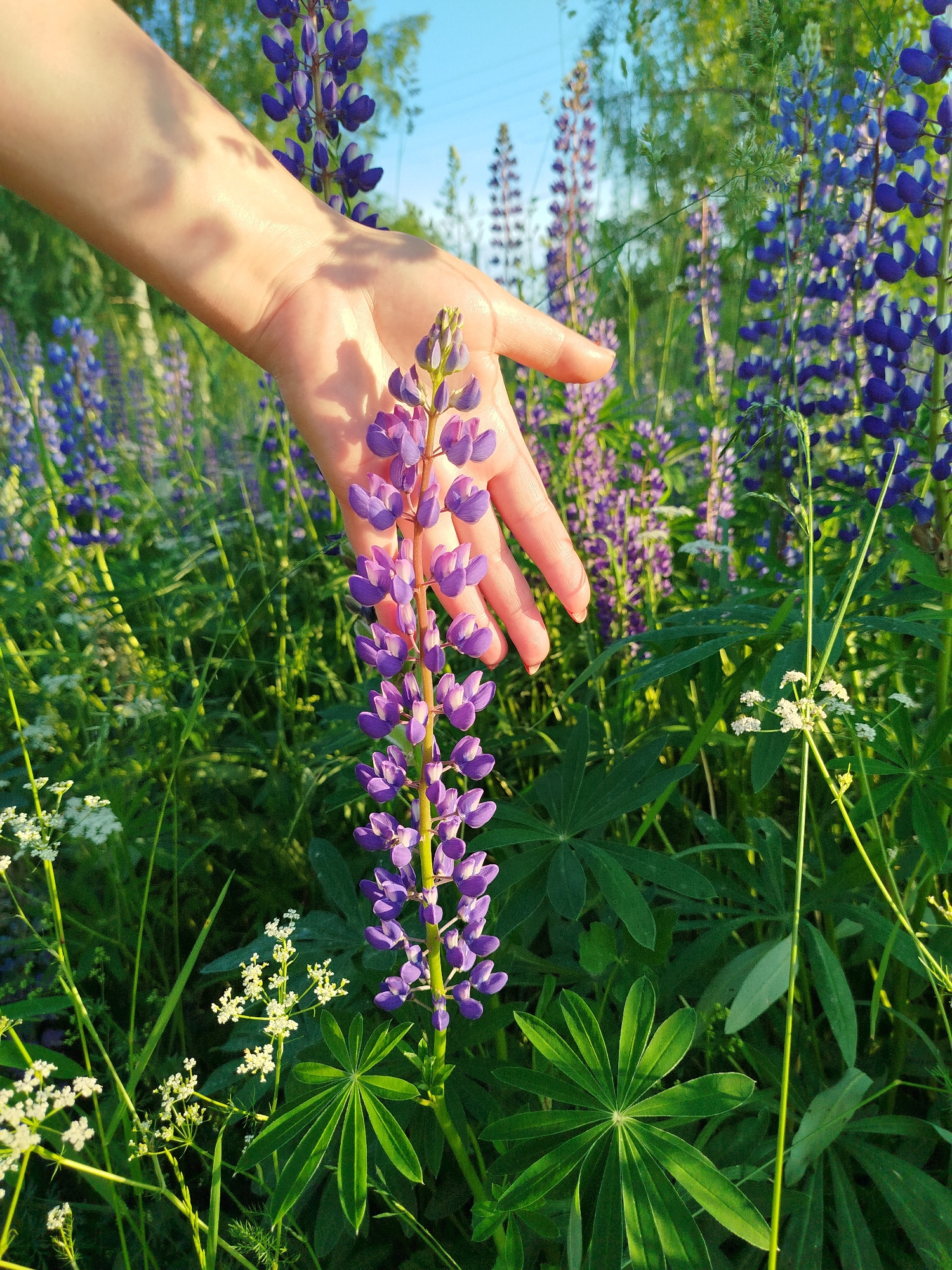 A human hand is shown from the wrist down, extended towards a tall, purple lupine flower in a field of lupines. The hand is pale and the fingers are slightly curled. The lupine flower is in focus and is positioned in the center of the frame, with its purple blossoms reaching upwards. The background is filled with more purple lupines, green foliage, and a bright blue sky visible in the upper portion of the image. The lighting suggests it is daytime, with sunlight casting shadows from the trees onto the hand.