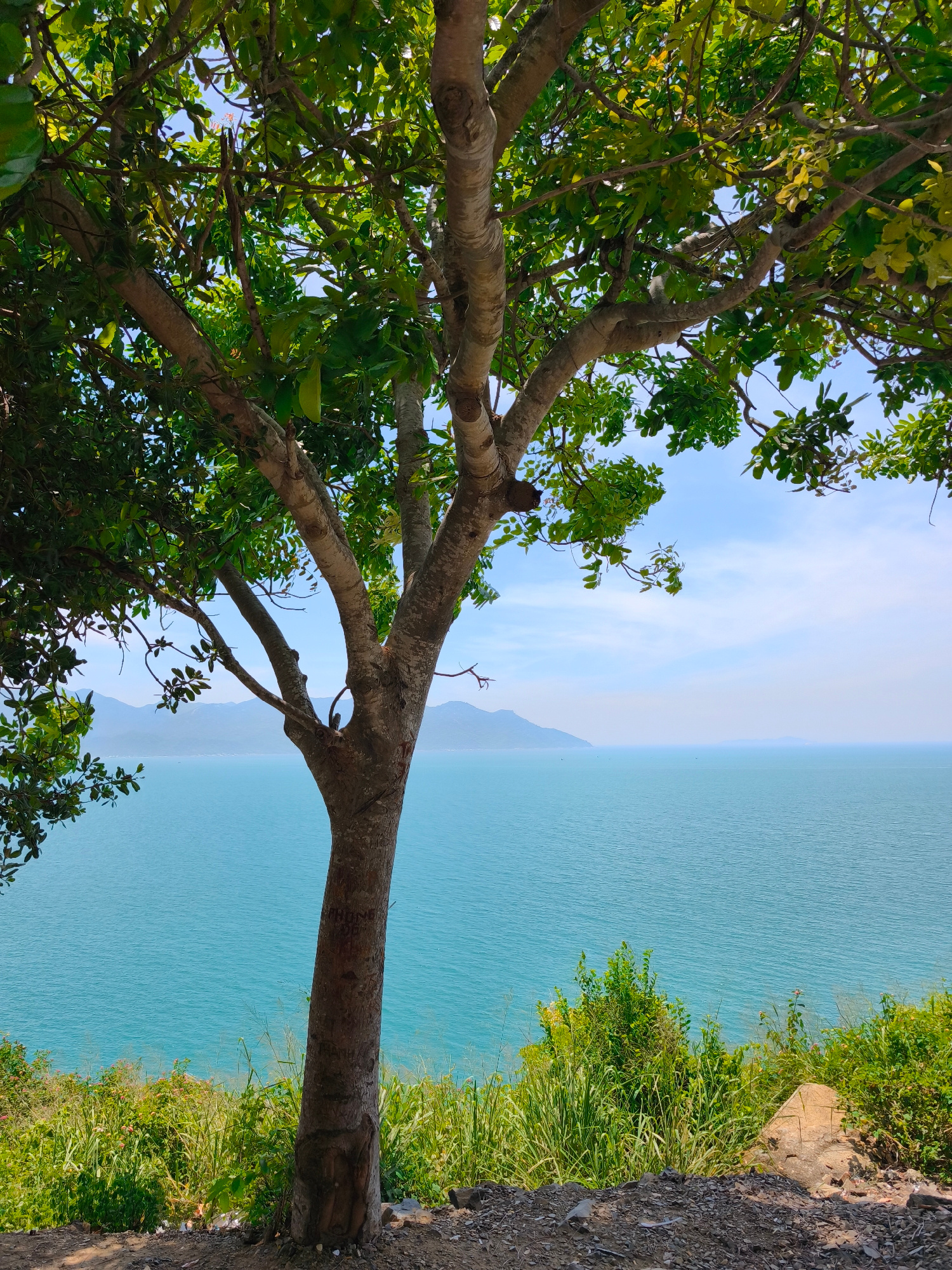 A tree with a thick, textured trunk stands in the foreground, its branches spread wide, creating a canopy of lush green leaves. The leaves are varied in size and shape, with some appearing bright green and others a lighter, more yellowed hue, suggesting a sunny environment. In the background, a vast expanse of turquoise ocean stretches to the horizon, meeting a pale blue sky dotted with wispy clouds. Distant, hazy mountains frame the far edge of the water. The foreground consists of a rocky, uneven terrain with patches of green vegetation and grass growing between the stones. The overall impression is a serene coastal landscape, likely a scenic overlook. The image is a still, outdoor photograph taken on a clear day, capturing a natural environment.
