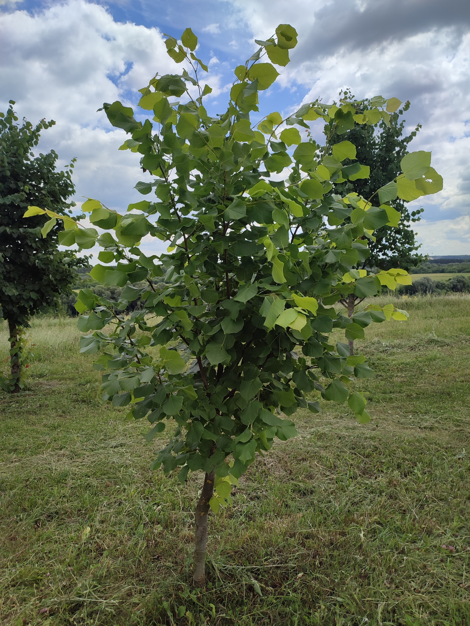 A medium shot captures a young, green deciduous tree with a slender trunk standing in a grassy field. The tree's leaves are vibrant green, some lighter than others, and are scattered across its branches. The ground is covered in a mix of short and long grass, with some areas appearing recently mown. In the background, other trees, including a darker, fuller one to the left, are visible. The sky above is a mix of white and grey clouds, with patches of blue peeking through. The overall scene is one of a natural, outdoor environment on a partly cloudy day.