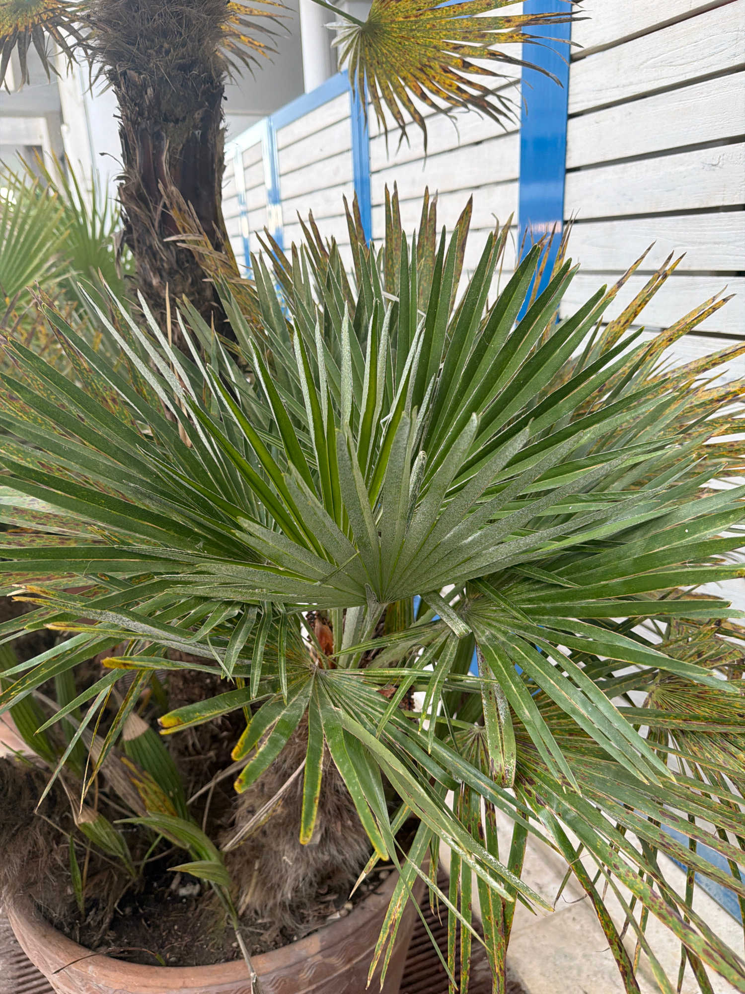 This is a close-up, vertically oriented medium shot of a palm tree in a terra cotta pot. The foreground is dominated by the fronds of the palm, which are a vibrant green with some yellowing and brown spots, suggesting potential stress or disease. The fronds are finely divided and have a somewhat dusty appearance. In the background, a wooden structure with white planks and a blue stripe is visible, reminiscent of beachside architecture. The overall impression is of a warm, outdoor setting. The lighting suggests it is daytime, and the presence of the palm tree and wooden structure hints at a Mediterranean or coastal location, consistent with the provided context of Otranto, Italy. There is no visible text in the image.