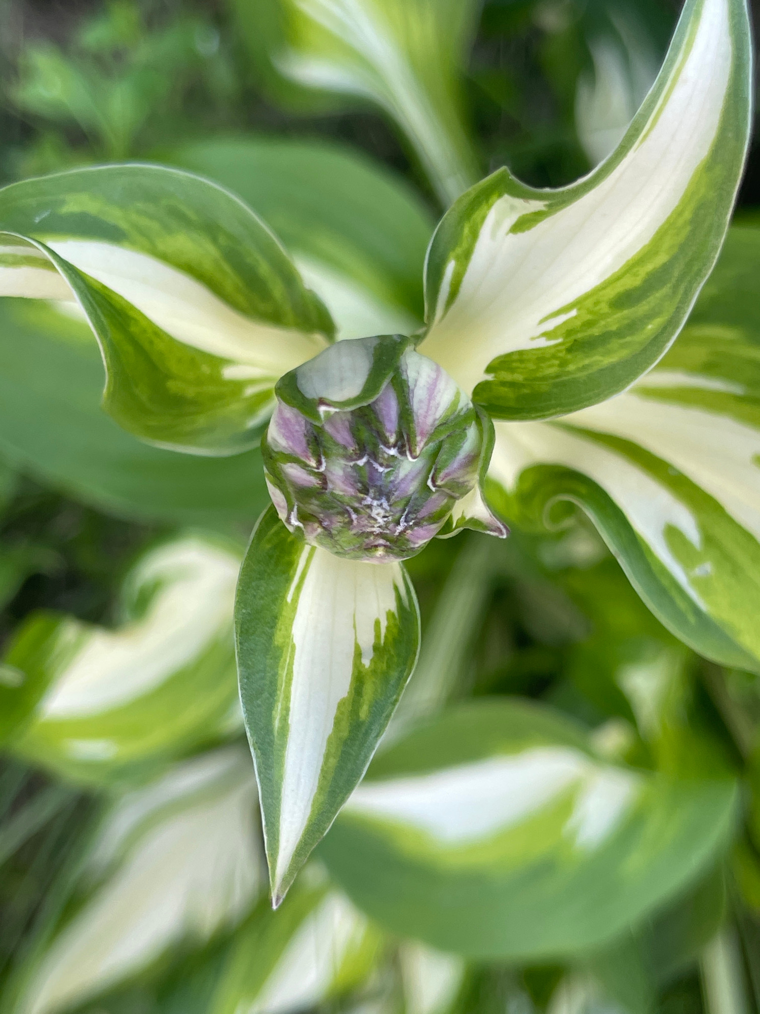A close-up, overhead shot captures a hosta plant with variegated leaves in a garden setting, possibly in Zav'yalovo, Russia. The plant's broad leaves are edged in a creamy white, with vibrant green centers marked by irregular streaks and patches of the same white. At the center of the image, a hosta bud, tightly furled, displays a mix of purple and green hues. The background is softly blurred, showing more of the hosta plant and other green foliage, indicating an outdoor, natural environment. There are no people or animals visible in the frame.