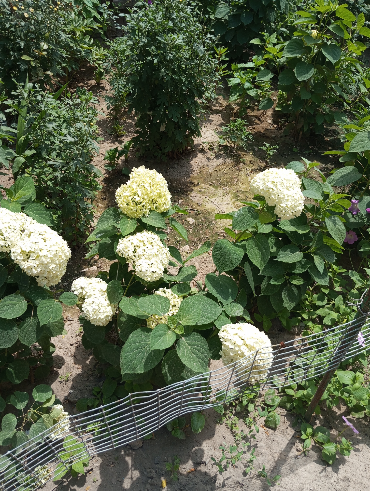 The image shows a garden with several blooming white hydrangeas. The hydrangeas are large and full, with numerous small white petals clustered together. They are surrounded by lush green foliage. In the background, other green plants and some smaller purple flowers are visible. A wire fence runs across the bottom of the frame, separating the garden from a patch of dry, sandy soil. The scene appears to be outdoors on a sunny day, with shadows cast by the plants. The location is identified as the city of Ak-Suu, Kyrgyzstan. There are no people or animals in the image.