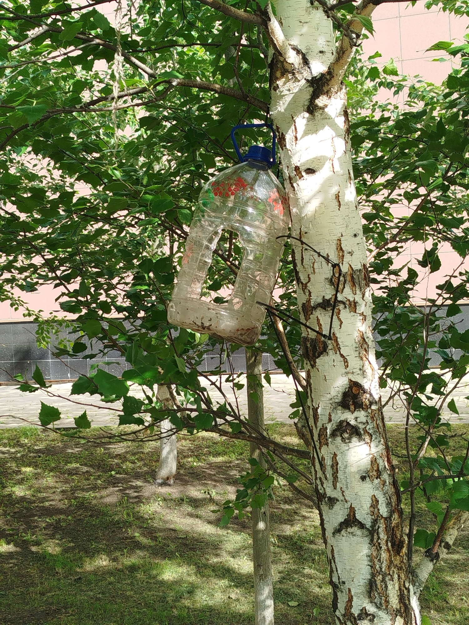 A clear plastic bottle, modified into a bird feeder, hangs from a birch tree branch. The bottle has a large opening cut into its side, and it appears to contain some sort of feed. A blue plastic handle is attached to the bottle's cap, and it is suspended by a light-colored twine. The birch tree has characteristic white bark with dark markings. The feeder is surrounded by lush green foliage from the tree and other plants. In the background, a light pink building with dark gray and white tiled sections is visible. The ground below is covered in grass and shadows, suggesting it is daytime. The overall scene depicts a homemade bird feeder in an outdoor setting, likely a park or residential area, with a focus on the interaction between nature and a man-made object. There is no visible text in the image.