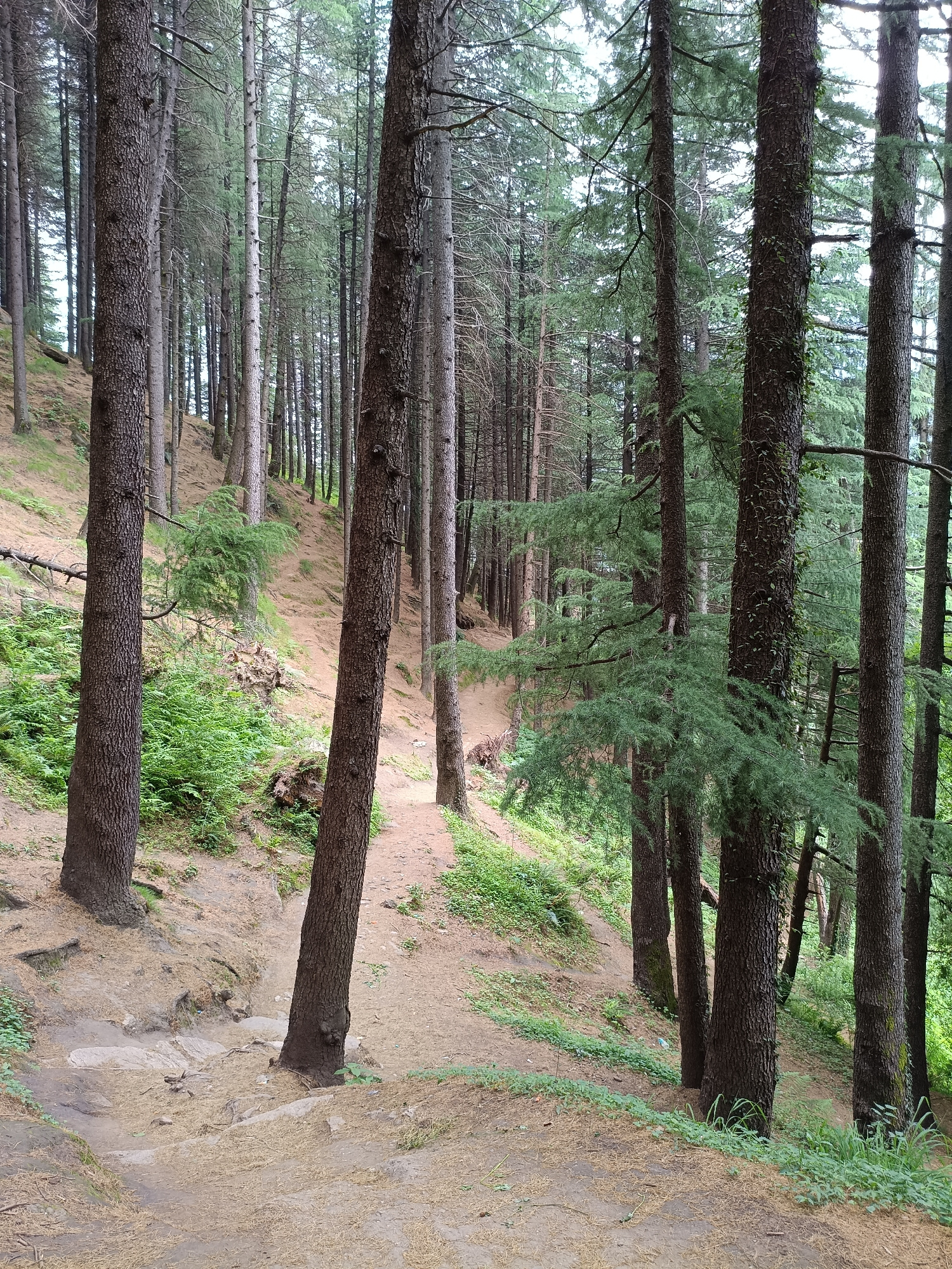 The image shows a dense forest with tall evergreen trees. A dirt path winds through the forest, with sparse green vegetation growing along its edges and on the sloping terrain. The ground is covered with pine needles and dry leaves. The lighting suggests it is daytime, with the sky appearing overcast. There are no people or animals visible in the scene. The location is identified as the forest in Bahang, India.