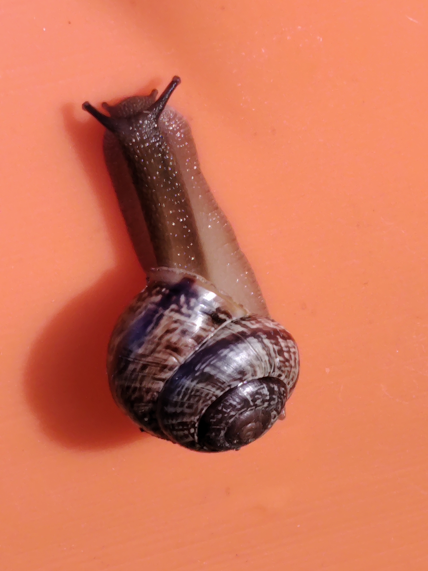 A snail with a dark, patterned shell is moving across an orange, textured surface. The snail's body is a dark, shiny brown with speckles of lighter color. It has two visible tentacles extending from its head. The shell is tightly coiled and displays intricate dark and light brown stripes. The orange surface appears to be indoors, possibly a countertop or a piece of furniture. There are no people or other living creatures visible in the image. The lighting creates a shadow behind the snail. The scene is static and focused solely on the snail. The location in Vladimirovka, Russia is not discernible from the visual information provided.