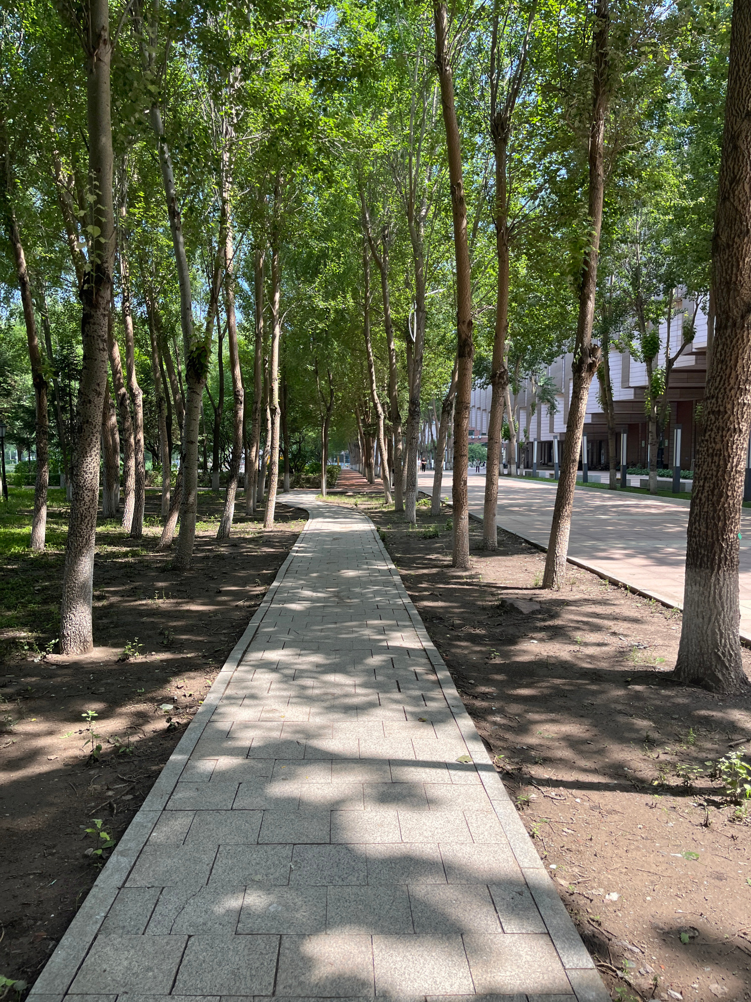A straight, paved sidewalk runs through a park-like setting with trees lining both sides. The sidewalk is made of light-colored, square tiles and is shaded by the overhead canopy of the trees. To the right of the sidewalk, there is an asphalt area that appears to be a road or pathway, also lined with trees and leading towards a modern, multi-story building. The building has a light-colored facade with numerous windows and balconies. Several streetlights are visible along the building's edge. On the left side of the sidewalk, there is an area of bare earth and some sparse vegetation, with more trees extending into the background. Sunlight filters through the leaves, casting dappled shadows on the ground and sidewalk. In the distance, a few people can be seen walking on the pathway to the right. The scene depicts a well-maintained urban park or public space.