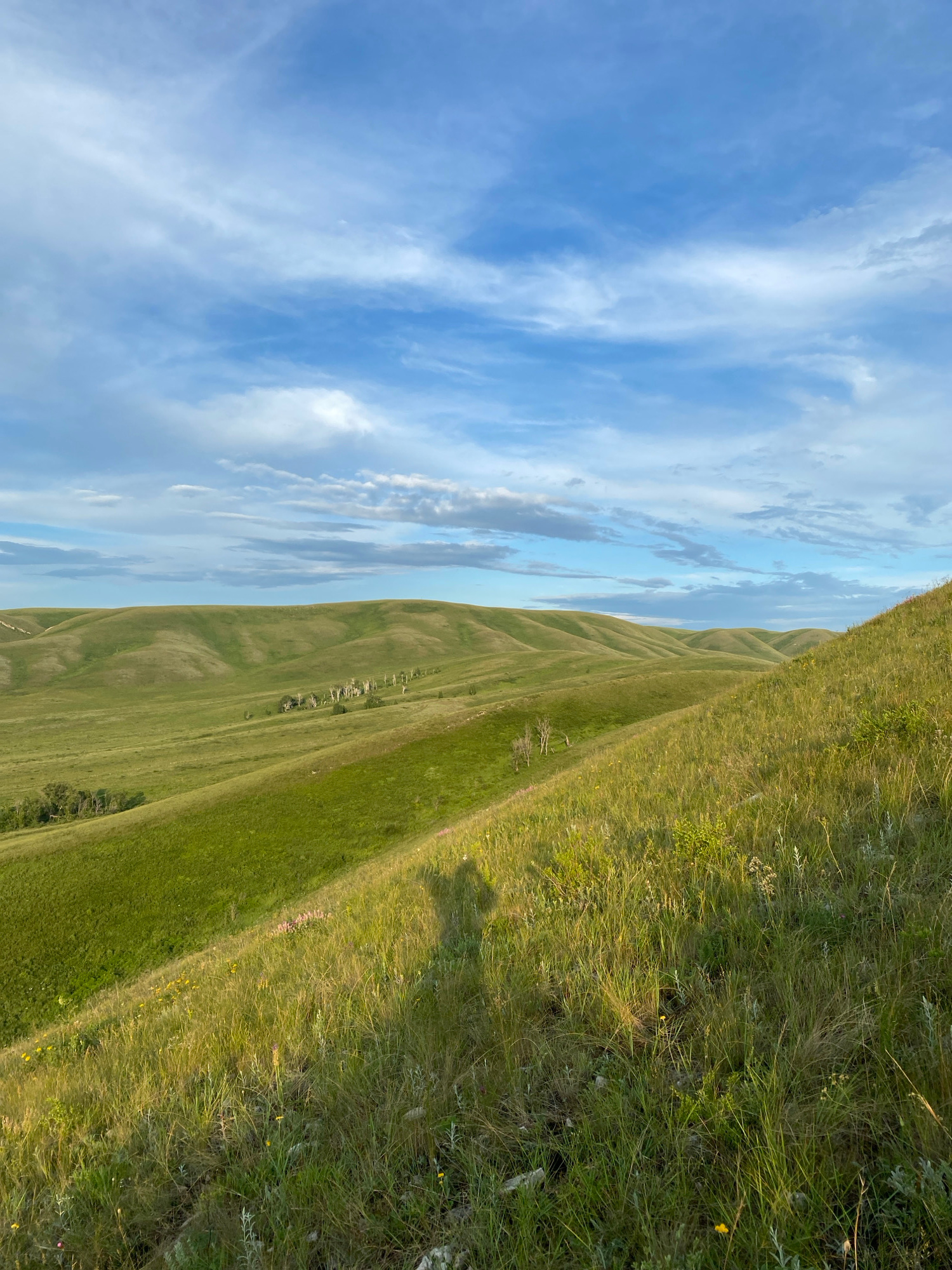 The image depicts a landscape of rolling green hills under a blue sky with scattered clouds. The foreground is a grassy slope, transitioning into more distant, rounded hills covered in lush green vegetation. In the middle ground, a cluster of slender trees stands out against the green. A shadow of a person is visible in the lower right portion of the frame, cast on the grassy slope. The overall impression is of a natural, undeveloped rural or wilderness area. There is no information in the image to suggest it is located in the city of Novogafarovo, Russia.