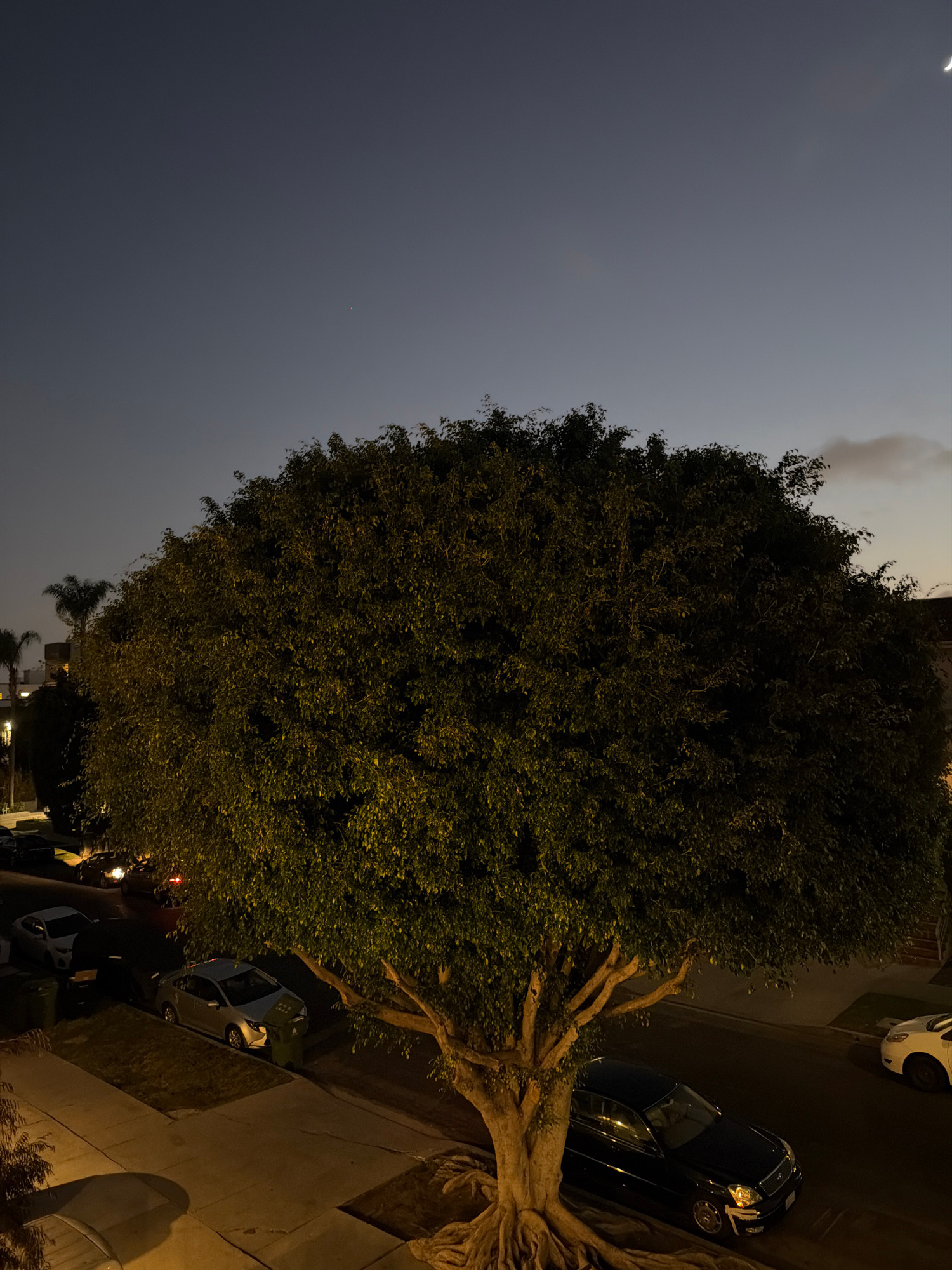 A wide-angle, low-light, outdoor, eye-level shot captures a dense, leafy tree with prominent roots in the foreground. The tree's branches extend over a street lined with parked cars and a sidewalk. The sky above is a dark twilight gradient, with a faint crescent moon visible in the upper right corner and a single, small red light that appears to be a distant light source. The scene is illuminated by streetlights and the ambient twilight, casting long shadows.
