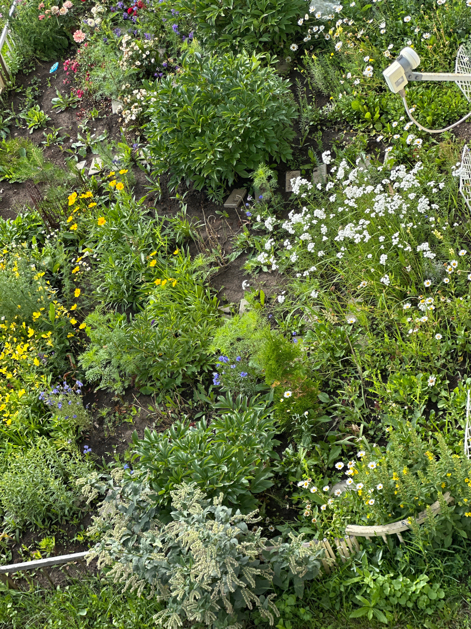 This is an overhead, eye-level, medium shot of a garden bed. The garden is densely planted with a variety of green foliage and small flowers. White daisy-like flowers with yellow centers are prevalent, interspersed with clusters of tiny white flowers. There are also scattered yellow flowers, some delicate blue flowers, and some pink and red flowers towards the bottom left. The ground is dark soil.
Visible objects include a security camera mounted on a pole in the upper left quadrant, with a curved cable running from it. A white metal trellis or fence runs along the top and right edges of the frame. A curved, light-colored wooden element, possibly part of garden edging or a decorative piece, is visible in the upper right. There are also some darker, rough elements that might be stones or broken pottery pieces scattered in the soil.
The scene appears to be an outdoor garden, likely in a residential or community setting. The foliage is lush and the flowers are in bloom, suggesting it is spring or summer. The lighting suggests daylight, possibly mid-morning or afternoon, with no strong shadows. The weather appears to be clear. There is no visible text in the image. The overall impression is one of a natural, somewhat unkempt, but vibrant garden space.