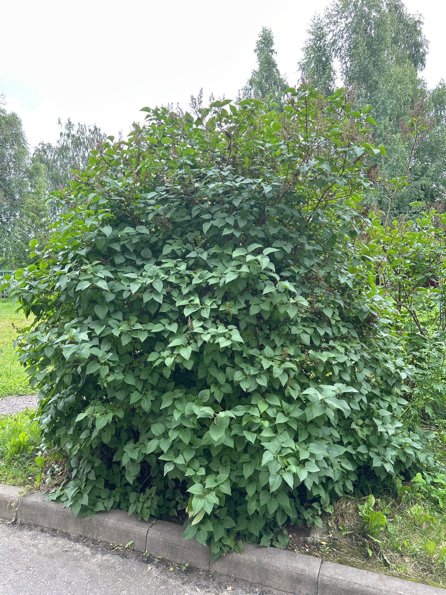 A dense, overgrown lilac bush with green leaves and some developing flower buds is situated next to a concrete curb and asphalt path. The bush is full and bushy, with some dried remnants of previous flowers or seed pods visible. Behind the lilac, a dense stand of mature trees, including birch trees, is visible against an overcast sky. The scene appears to be in an outdoor, possibly urban or suburban, environment. The image was captured in Vitsebsk, Belarus.