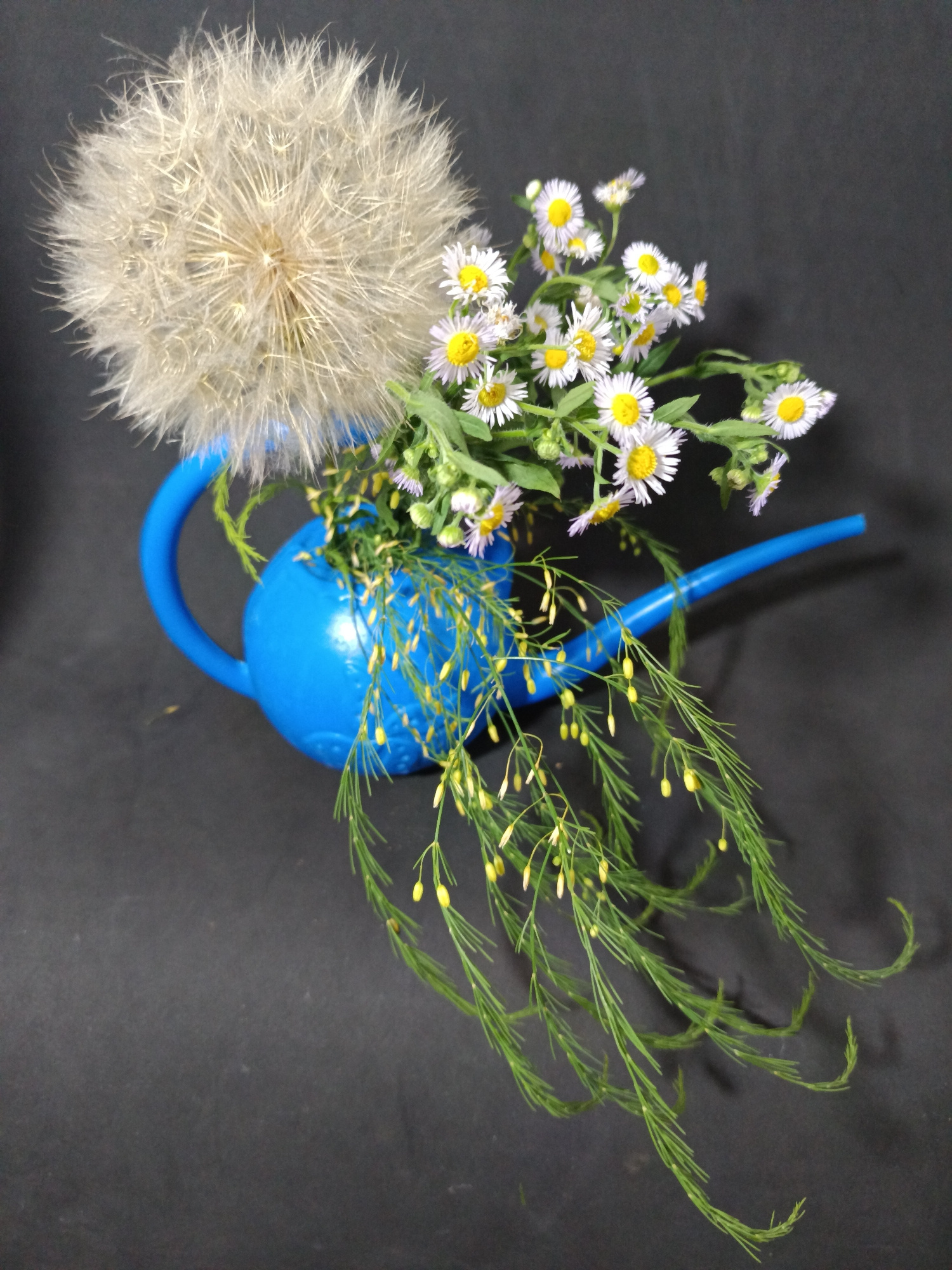 A close-up, high-angle, studio shot features a bright blue miniature watering can holding a bouquet of delicate white daisies with yellow centers and a large, fluffy dandelion seed head. The flowers and dandelion are arranged so that the dandelion dominates the left side of the frame, while the daisies are clustered on the right. Green, wispy foliage with small yellow buds cascades from the watering can, trailing downwards and to the right. The watering can itself has a curved handle and a spout that extends to the right, out of the main cluster of flora. The background is a solid, dark, textured surface, possibly a dark cloth or painted backdrop, which contrasts with the vibrant colors of the watering can and flowers. The scene appears to be staged for a photograph, with no discernible context relating to Tyshky, Ukraine, or any specific urban environment.