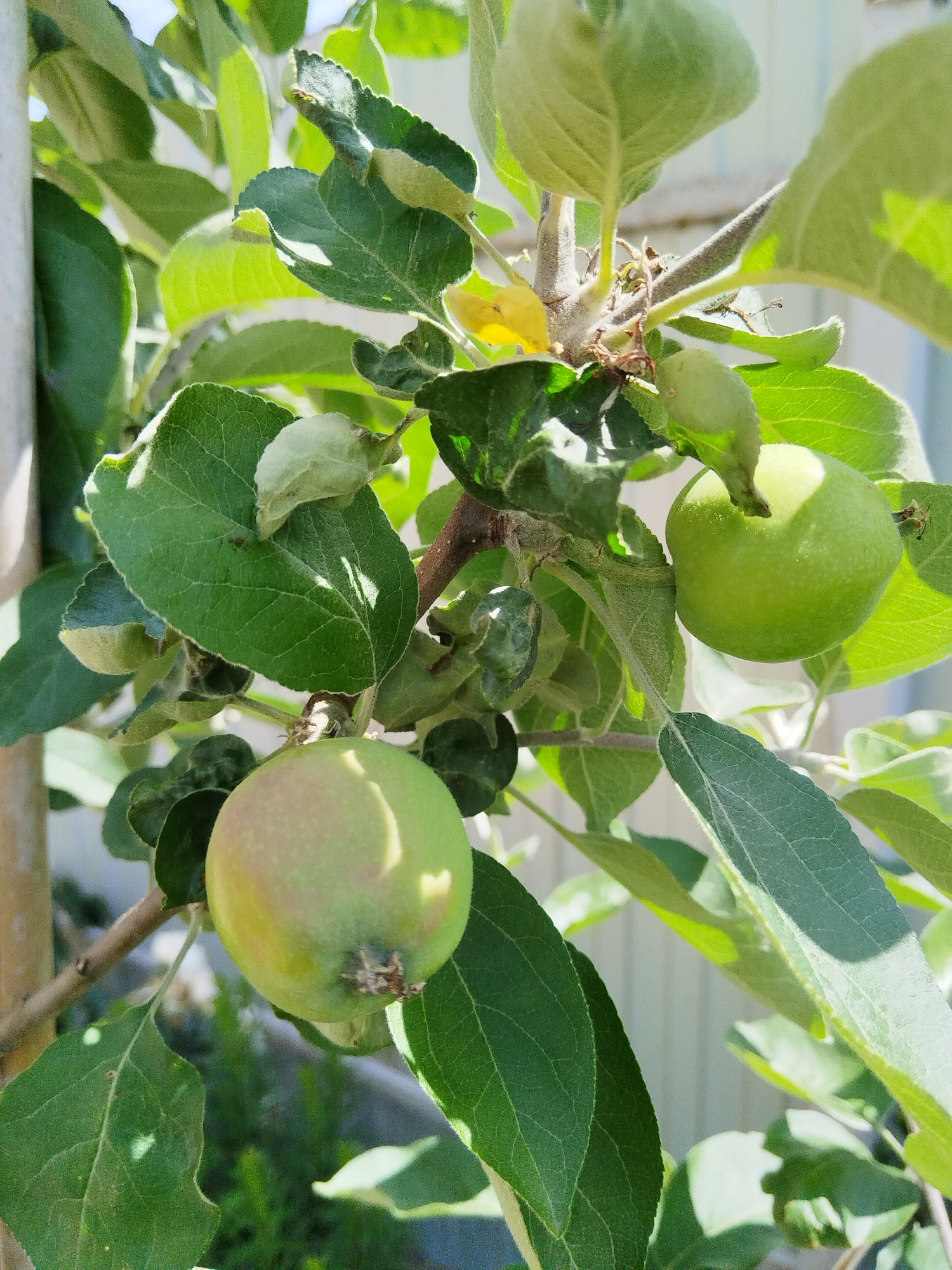 An up-close, eye-level, outdoor, medium shot features a young apple tree branch with two green apples and several large green leaves. The apple in the lower-left foreground is slightly larger and has some red blush on its left side. The apple in the upper-right is smaller and fully green, partially obscured by leaves. The branch is brown and has a fuzzy texture. The leaves are broad and veined, with some showing sunlight filtering through. The background is blurred, revealing hints of a pale fence and greenery. The overall lighting suggests a sunny day.