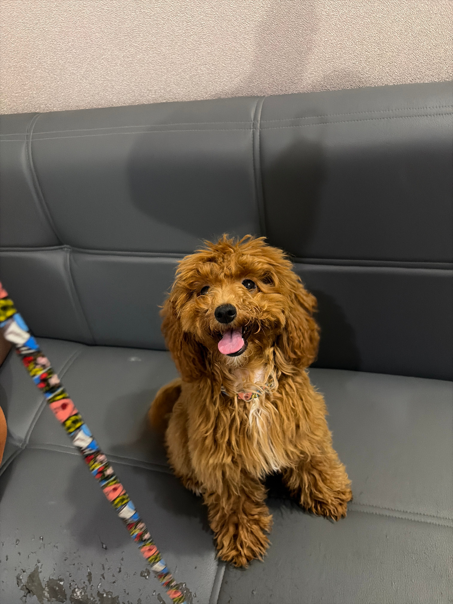 A medium-shot, eye-level, natural-light photograph captures a small, fluffy, reddish-brown dog sitting on a grey, tufted sofa. The dog is facing the camera with its mouth slightly open, revealing a pink tongue. It has dark eyes and long, curly fur. A colorful, patterned leash is visible to the left of the dog, held by an unseen person. The background consists of a textured, light-colored wall above the sofa.