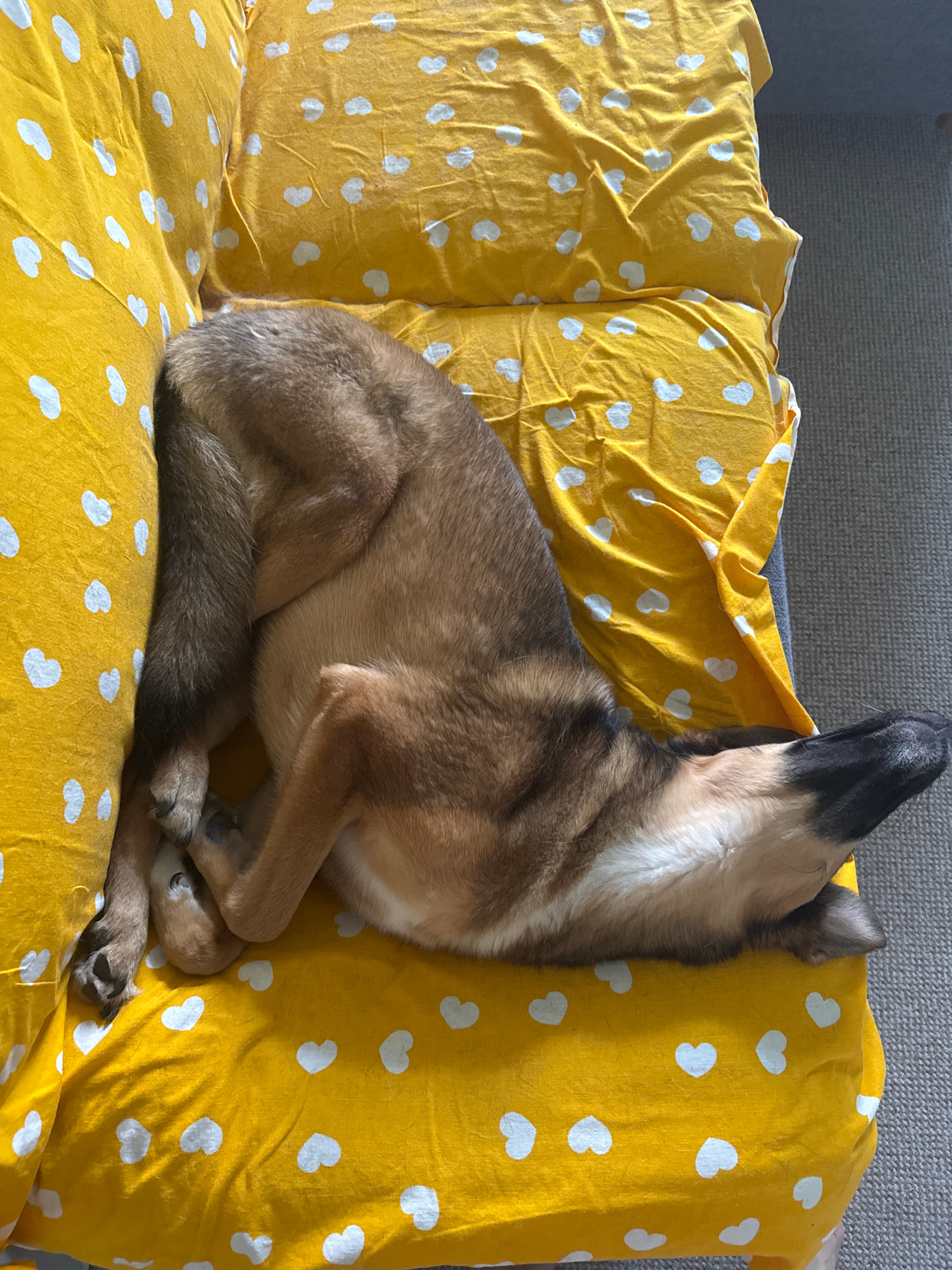 A tan and black dog sleeps contorted on a bright yellow bedspread with a pattern of white hearts. The dog is curled up, with its head resting on the edge of the bedspread and its body twisted at an awkward angle. Its fur is a mixture of light tan and darker brown or black markings. The yellow fabric is creased and rumpled, indicating it is likely a duvet cover or bedsheet. The background shows a hint of a grey carpet. The scene is domestic and appears to be indoors. The location is not specified within the image.