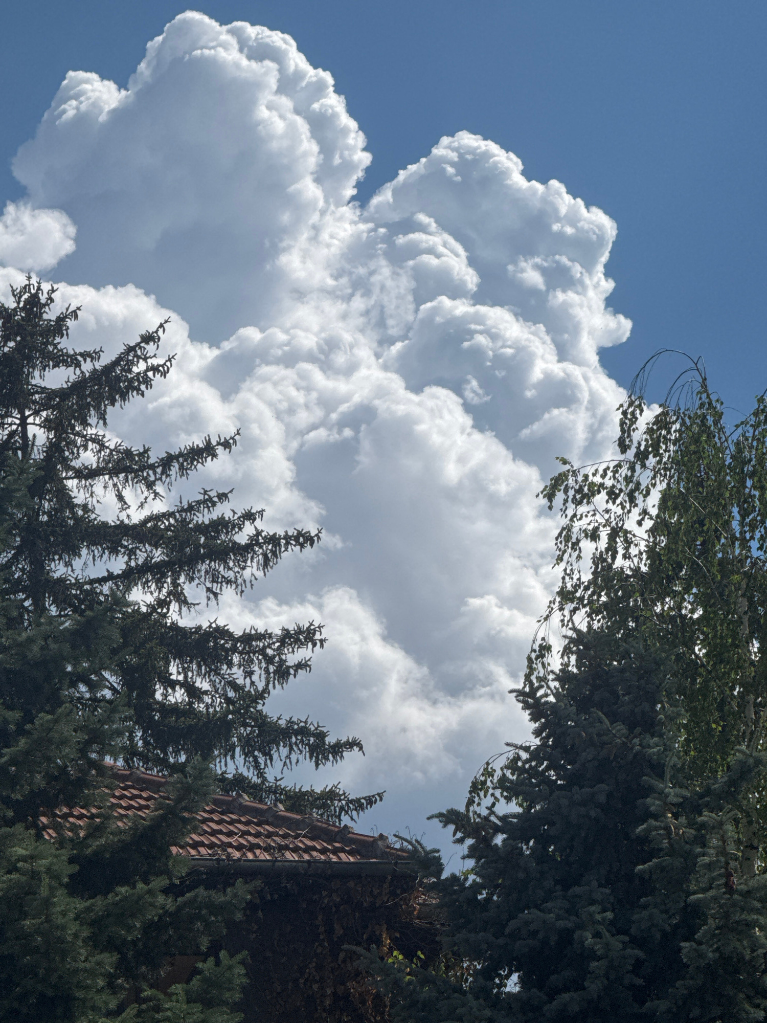 The image captures a dramatic sky filled with large, billowing cumulus clouds against a bright blue sky. The clouds dominate the frame, showcasing intricate textures and varying shades of white, suggesting they are illuminated by strong sunlight. On the right side of the image, a portion of a building with a terracotta tiled roof is visible, partially obscured by dark green evergreen trees. The trees, with their fine needles, frame the sky and the building, creating a sense of depth and adding a natural element to the scene.
The lighting suggests it is daytime, likely midday or afternoon, given the brightness of the sky and the distinct shadows and highlights on the clouds. The weather appears to be fair and sunny, though the size of the cumulus clouds could indicate potential for future rain or storms. The presence of the building and the mature trees suggests an outdoor setting, possibly a residential area or a park in Sofia, Bulgaria, as indicated by the location context.
No people or specific objects are clearly identifiable besides the building and trees. The overall mood evoked by the image is one of awe and the power of nature, with the massive clouds creating a sense of grandeur against the urban architectural element. The contrast between the bright, voluminous clouds and the darker, more structured elements of the trees and building is striking. There is no visible text in the image.