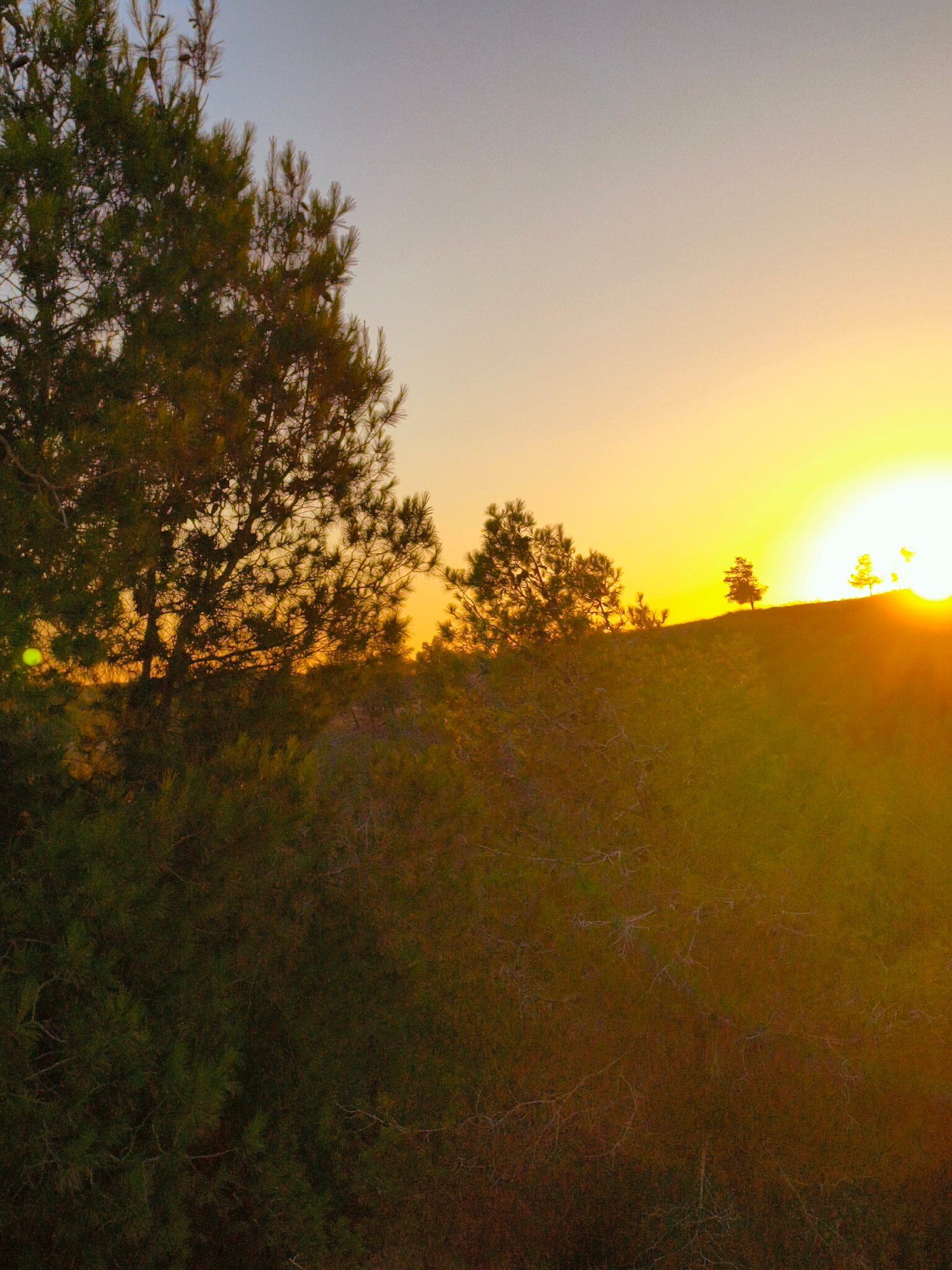 An outdoor, low-angle, medium shot captures a landscape scene during sunset. The left side of the image is dominated by the silhouette of a large evergreen tree, its branches extending into the warm, gradient sky. The sky transitions from a pale blue at the top to a vibrant yellow and orange near the horizon, indicating the setting sun which is largely obscured. In the background, a gentle, grassy hill rises, dotted with smaller evergreen trees. The sun's intense light casts long shadows and creates a bright, hazy glow. The foreground is filled with dense, dark green foliage, likely bushes or undergrowth, adding depth to the scene. The image appears to be taken in a natural area on the outskirts of Be'er-Sheva, Israel, possibly a park or a nature reserve. There are no people or animals visible in the frame.