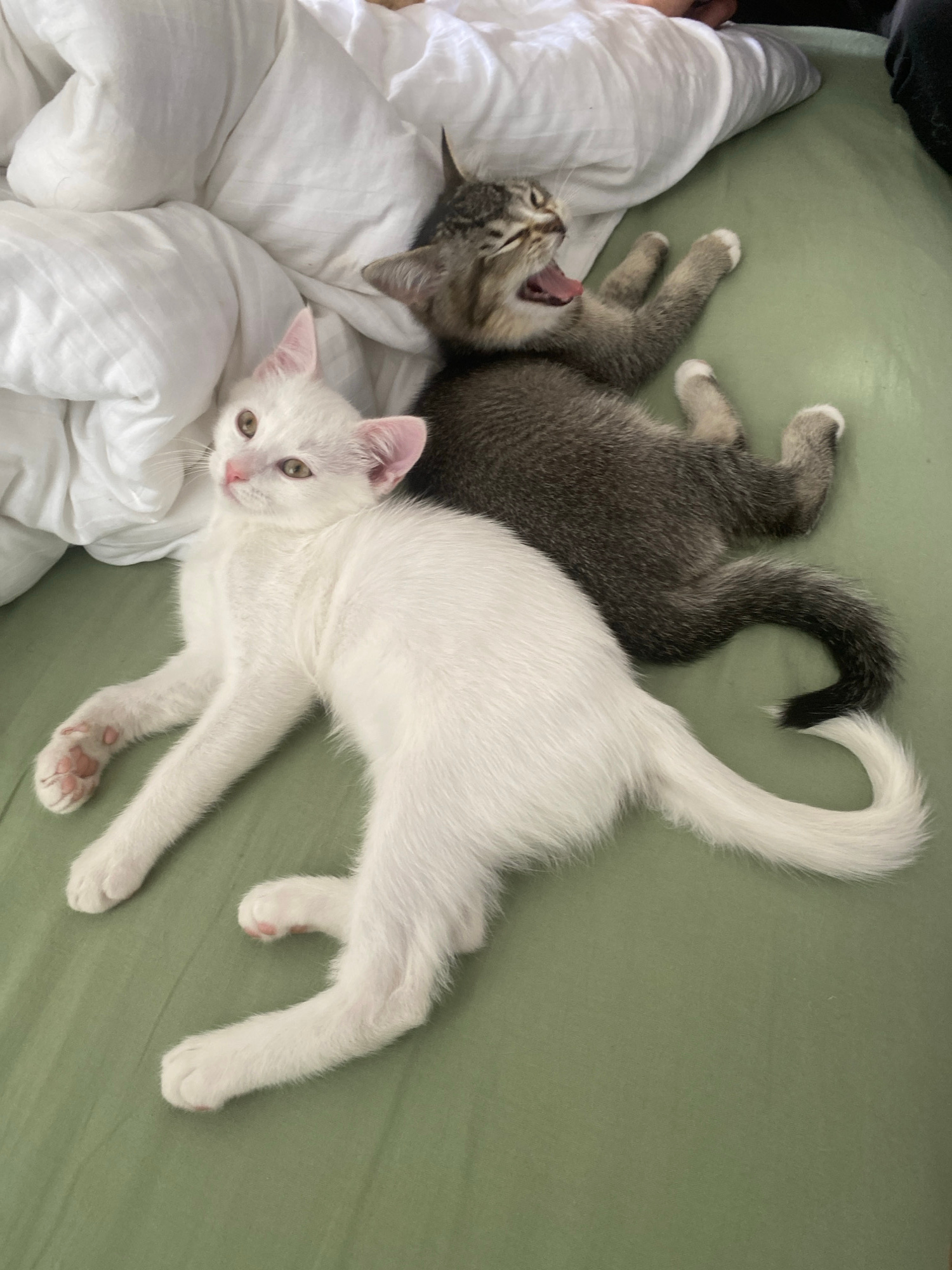 Two kittens are lying on a light green fabric surface, possibly a bed or couch. In the foreground, a white kitten with light brown eyes is lying on its side, facing left. Its front paws are extended, and its hind legs are tucked beneath it. The kitten's tail curves upwards. Behind the white kitten, a tabby kitten is lying on its back, facing upwards and to the left. It is yawning widely, revealing its pink tongue and teeth. Its front paws are splayed outwards, and its hind legs are bent. The tabby kitten's tail is curled. White bedding is visible in the upper left portion of the image. The scene appears to be indoors, in a domestic setting.