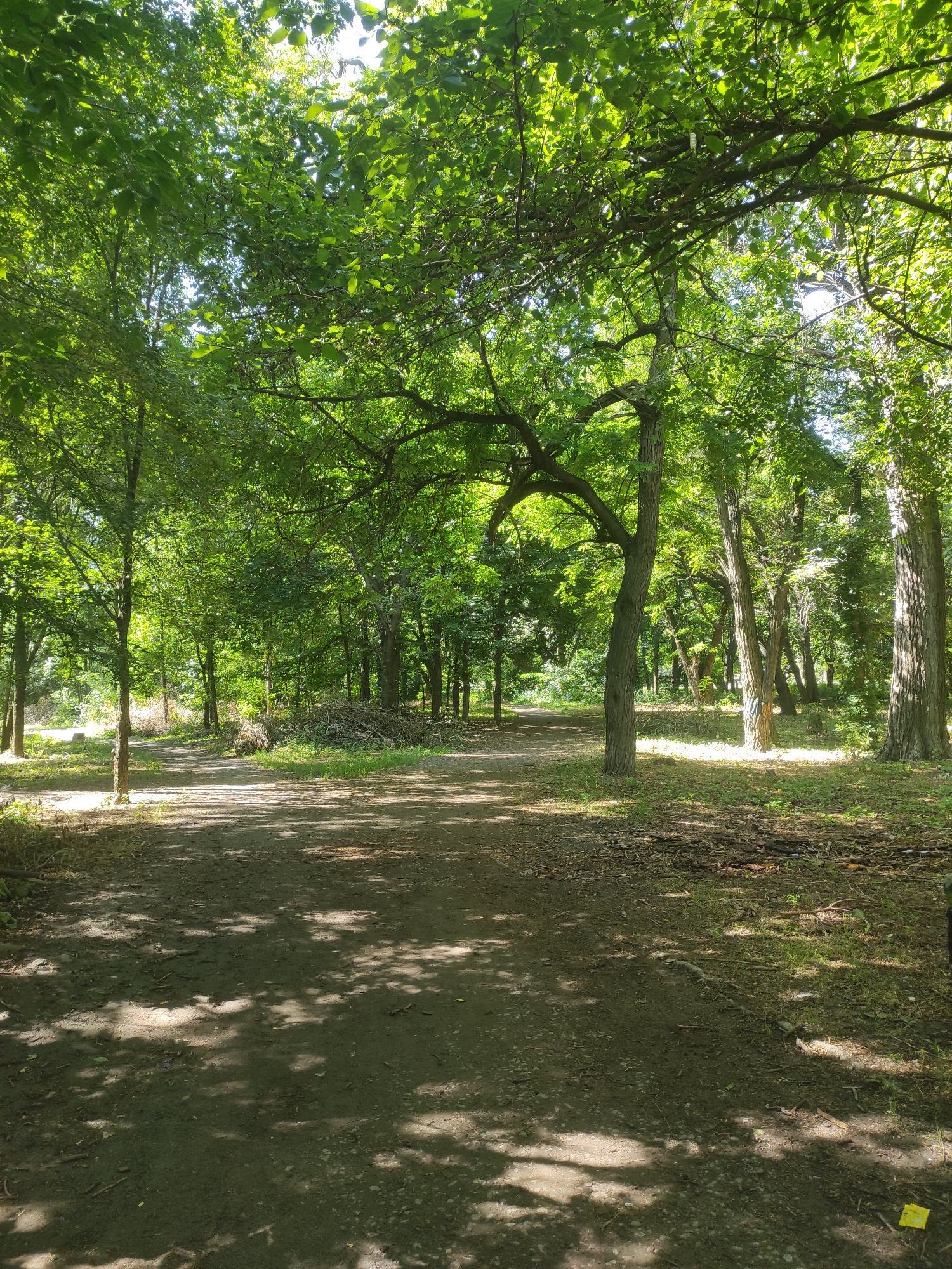 An eye-level, vertical, medium shot captures a dirt path winding through a sun-dappled forest. The path is wide and textured, with scattered leaves and twigs. The surrounding environment is lush with trees and foliage, their leaves a vibrant green, interspersed with shadows cast by the overhead canopy. The light filters through the branches, creating a dappled effect on the path and forest floor. In the background, a pile of branches and brush is visible to the right of the path. The scene suggests a serene, natural setting within a park or woodland area.
