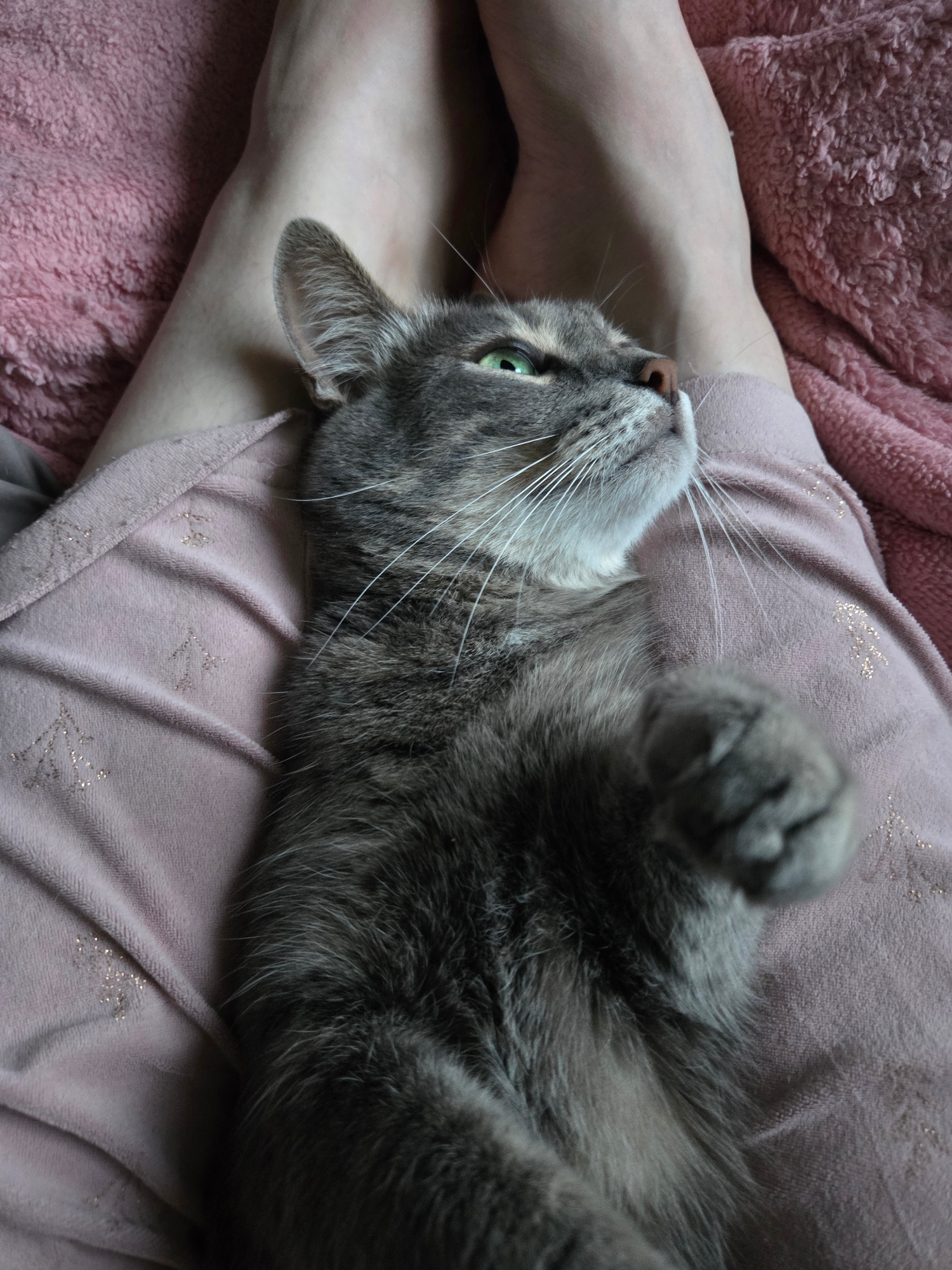A gray tabby cat is lying on its back, partially on a person's leg, and partially on a pink blanket. The cat's eyes are open and green, and it is looking up and to the left. Its front paws are curled up near its chest. The person's leg is bare and pale. The blanket is soft and textured. The scene appears to be indoors, likely in a comfortable living space, given the presence of a blanket and the relaxed pose of the cat. There is no visible text in the image. The lighting suggests it could be daytime, but no specific time can be determined. The overall mood is one of comfort and relaxation, with the cat appearing content and at ease. The location context of Minsk, Belarus, does not provide specific visual cues for this indoor scene.