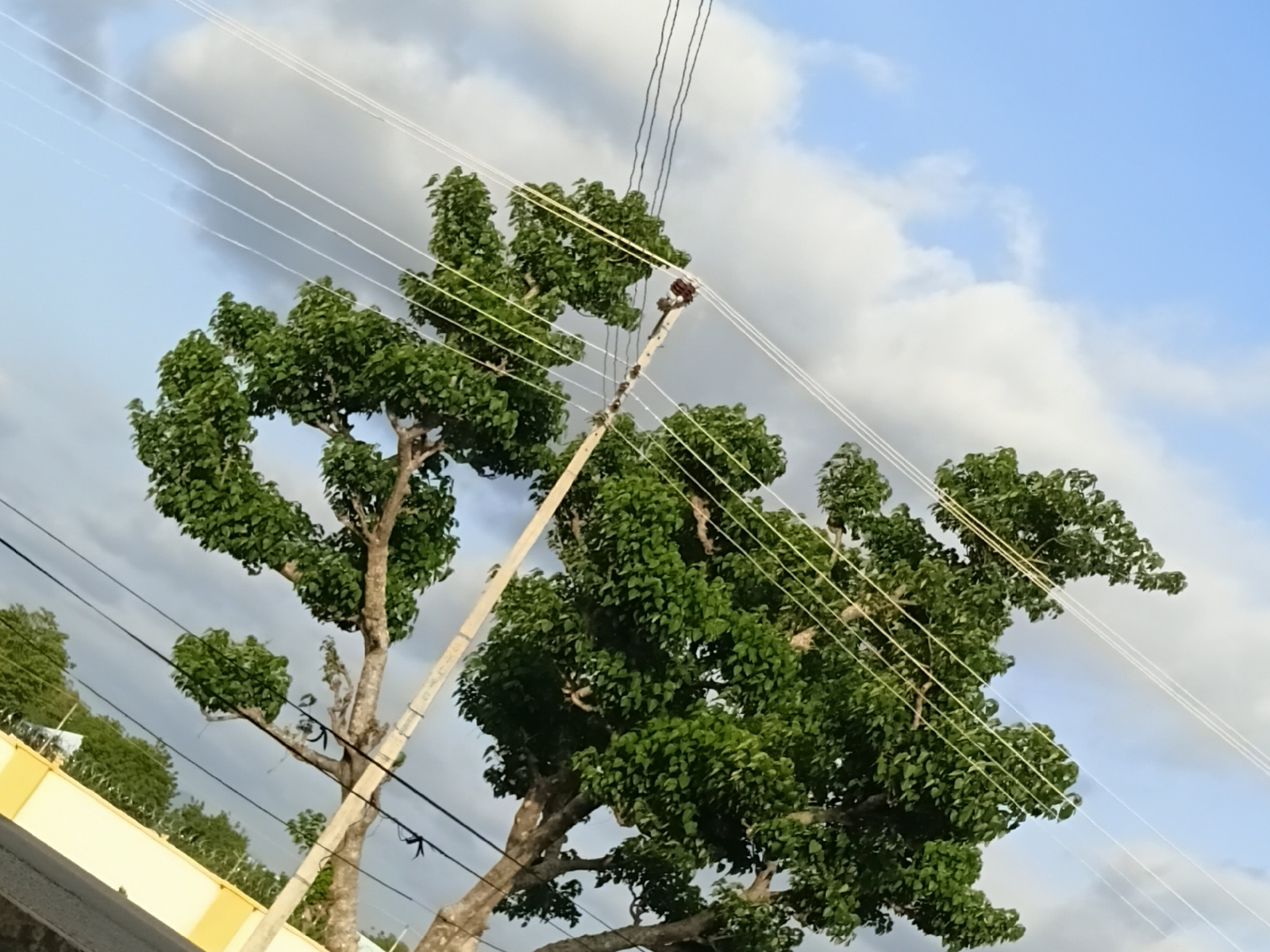 A low-angle shot shows a large, leafy tree with a light-colored trunk and branches partially obscuring multiple parallel power lines against a partially cloudy blue sky. The tree is in the foreground, and its branches extend across the frame. Some of the tree's branches are thin and bare, while others are thick and covered in green leaves. A utility pole is visible supporting some of the power lines. In the background, a section of a building with a yellow and white facade and a chain-link fence can be seen. The overall scene suggests an outdoor environment, possibly in an urban or semi-urban setting within Jalingo, Nigeria.