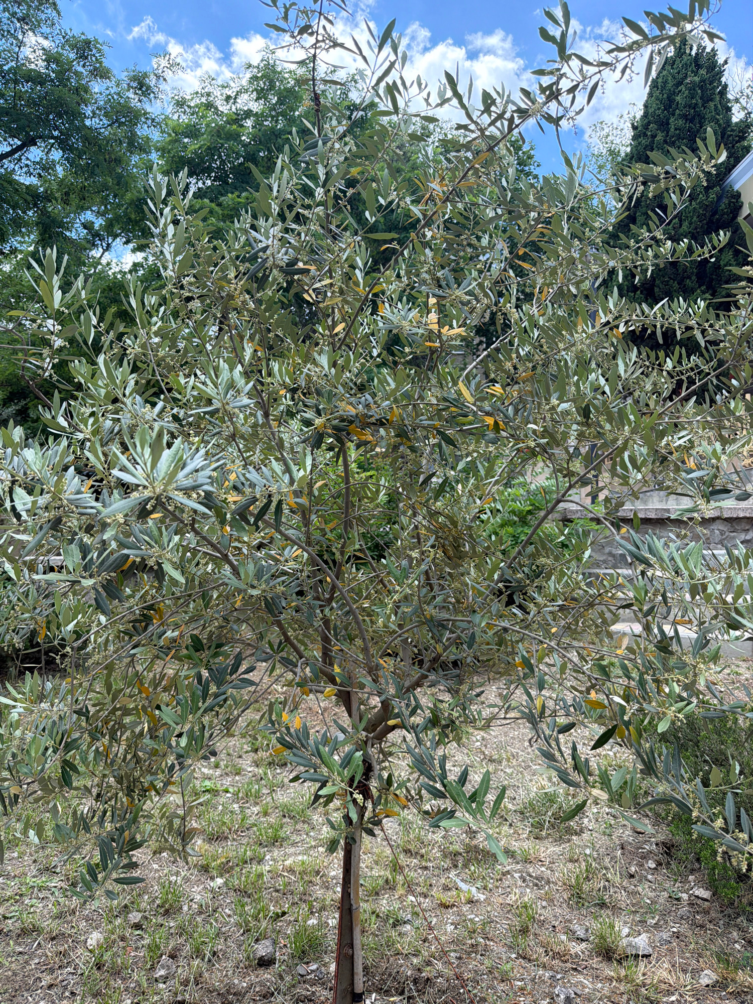 A medium shot captures an olive tree in the foreground, its branches laden with narrow, silvery-green leaves and small, underdeveloped fruits. The tree stands on dry, patchy ground with sparse grass and scattered stones. In the background, a weathered stone wall runs horizontally, partially obscured by the tree's lower branches. Beyond the wall, lush green foliage suggests further vegetation or trees. The sky above is a vibrant blue, dotted with scattered white clouds. The scene appears to be outdoors, likely in a park or garden setting, given the presence of cultivated trees and architectural elements like the stone wall. The lighting suggests a bright, sunny day. The overall impression is one of a Mediterranean-inspired landscape.