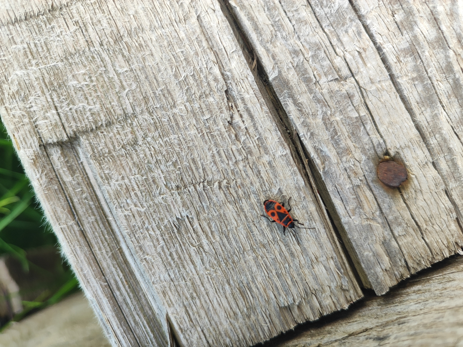 A close-up, eye-level shot captures a common firebug, Pyrrhocoris apterus, on a weathered wooden surface. The bug, with its distinctive red and black markings, is positioned on the right side of the frame, facing left. Its segmented body and thin legs are clearly visible against the rough, aged wood. The wooden surface appears to be part of a plank, showing signs of wear and tear with visible grain and subtle discoloration. A single rusty nail head is embedded in the wood to the right of the bug. In the background, out of focus, a patch of vibrant green grass suggests an outdoor environment. The lighting is natural and diffused, casting no harsh shadows. The scene is devoid of human presence or activity. The location is specified as Harich, Armenia.