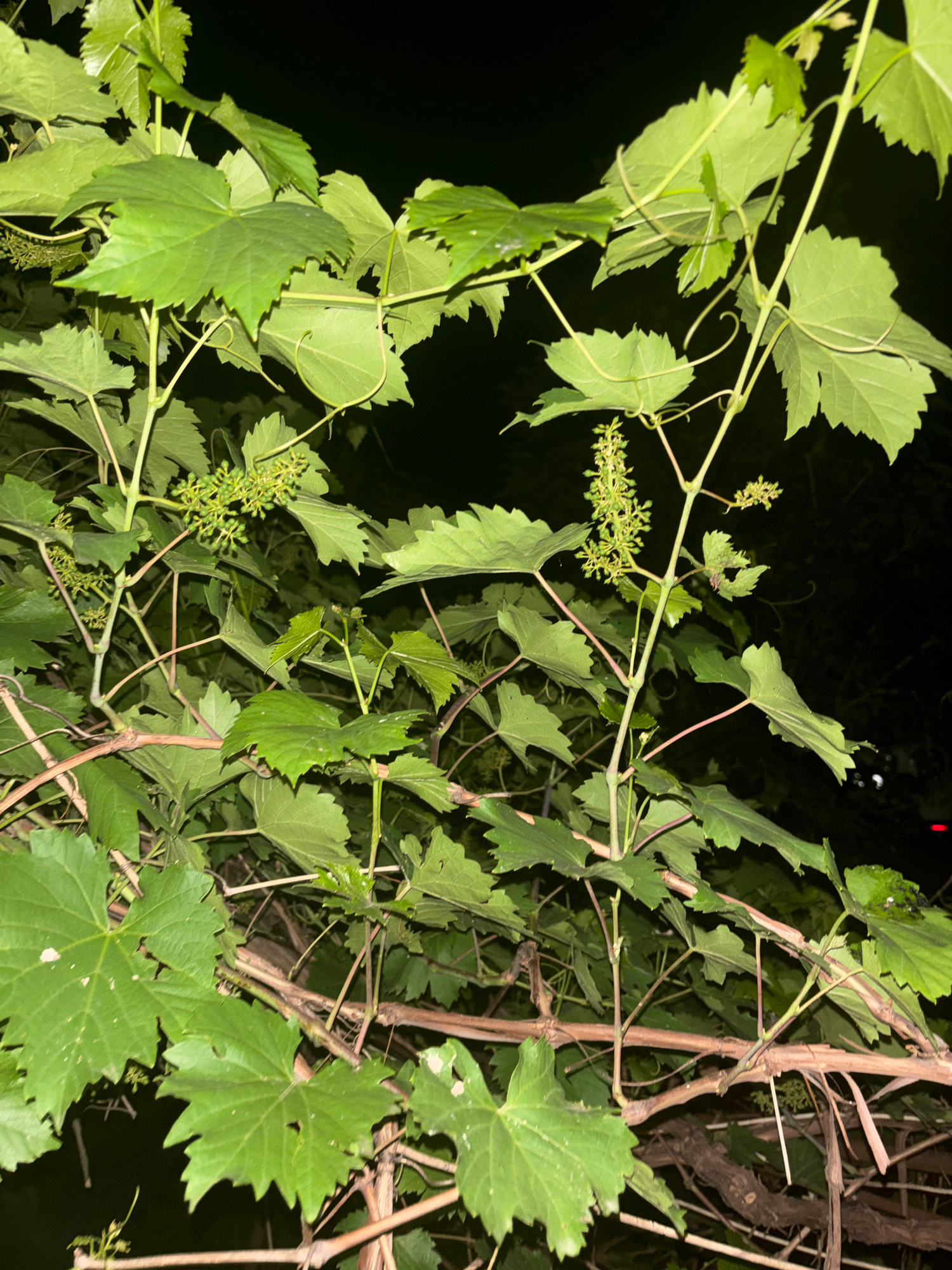 A close-up, low-angle, medium shot captures a dense cluster of green grape leaves and vines against a dark, out-of-focus background. The lighting suggests it is nighttime. The leaves are large and lobed, with serrated edges. Thin, coiling tendrils are visible, reaching out from the stems. Small, undeveloped clusters of green grapes are dotted among the foliage. The main focus is on the intricate network of vines and leaves, creating a lush and somewhat wild appearance. The scene appears to be in a garden or vineyard setting, with the dark background possibly indicating a natural surrounding or the absence of direct light sources. There are no people or animals present in the image.