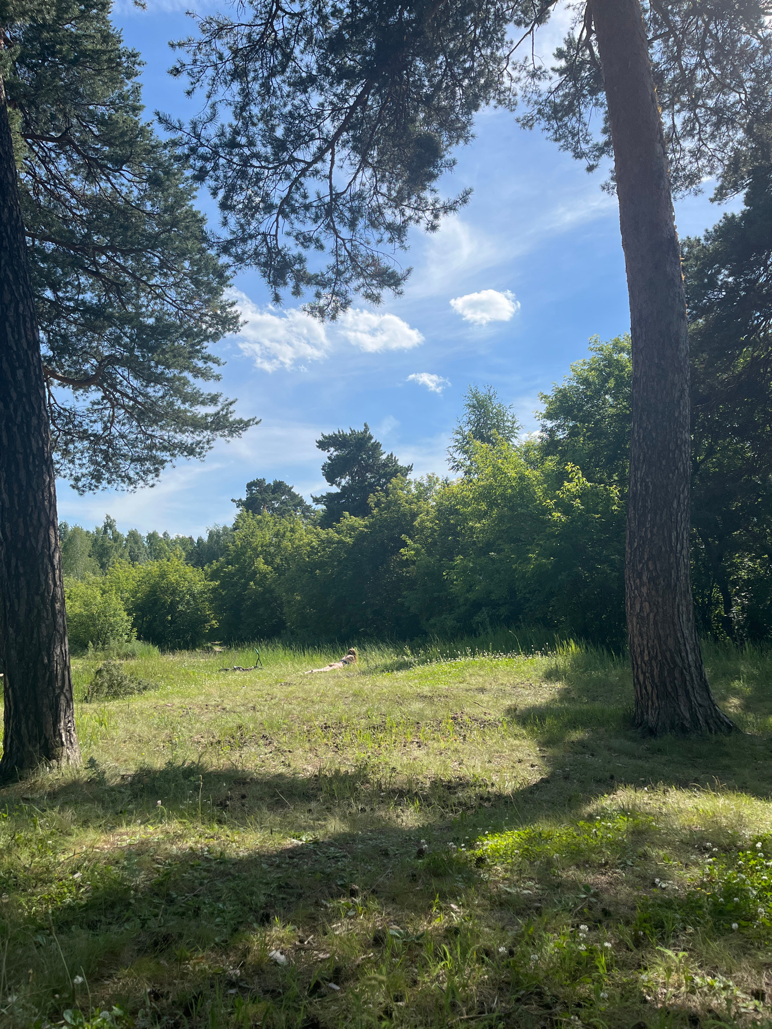 A vertical shot captures a sun-drenched, grassy slope dotted with small white flowers. Tall trees, primarily pine, frame the scene with their textured bark and dark green foliage. The sky above is a vibrant blue, scattered with fluffy white clouds, suggesting a pleasant day with good weather. Shadows of the trees stretch across the grass, indicating the time of day is likely late morning or early afternoon, with the sun casting long shadows. On the far right side of the frame, a person is lying down on the grass, seemingly enjoying the outdoors. The overall atmosphere is peaceful and serene, evoking a sense of relaxation and enjoyment of nature. The location appears to be a park or a natural area with abundant vegetation. No text is visible in the image.