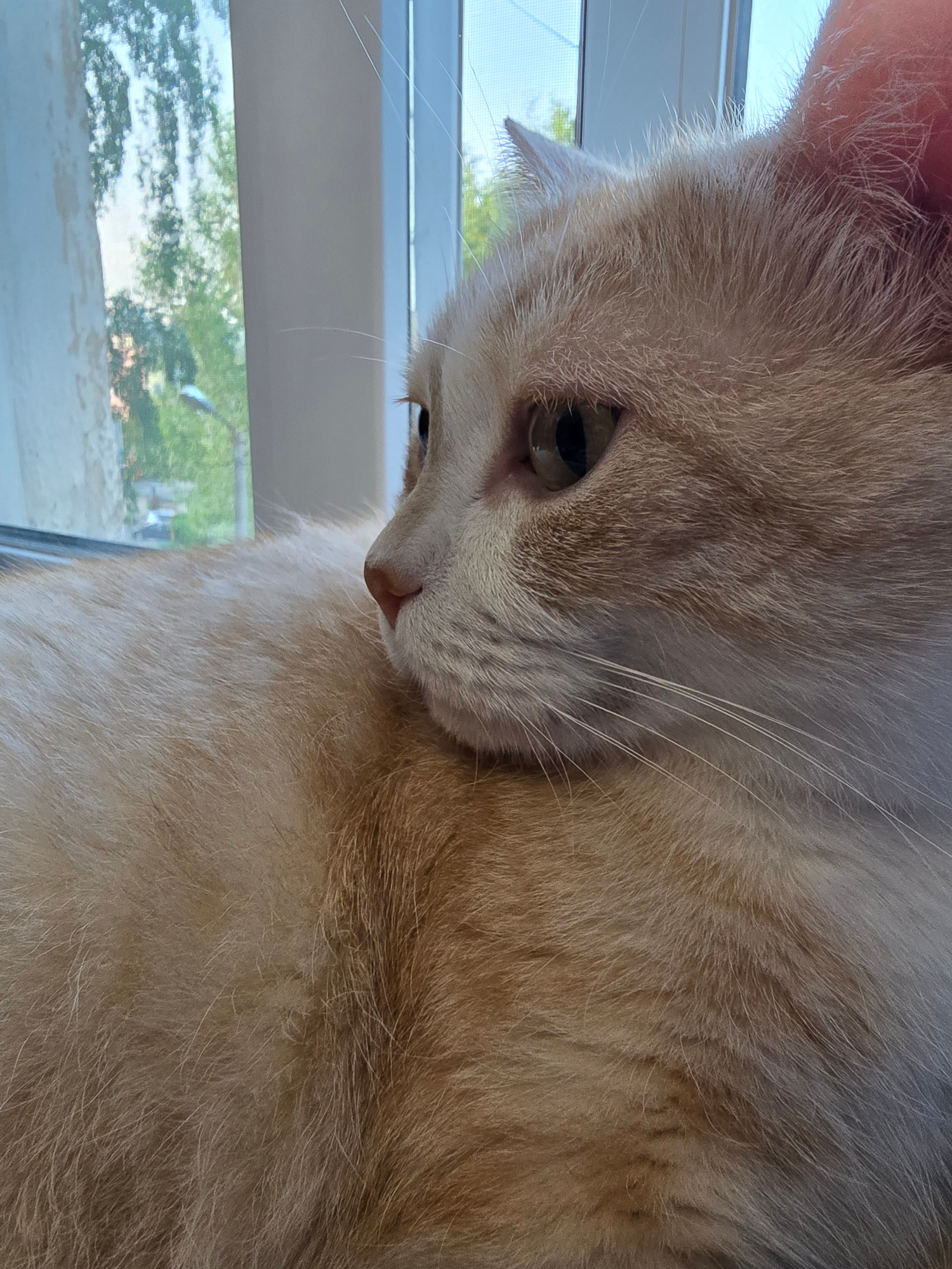 A close-up shot features an orange tabby cat looking down from a window. The cat's fur is a mix of light orange and white, with the fur around its ear appearing lighter and finer. Its eye is visible, with a dark pupil and a hint of green in the iris. The cat's nose is small and pink. The background shows a window with trees and sky visible through it, suggesting it is daytime with clear weather. The scene appears to be indoors, possibly a home, given the presence of a window and the casual pose of the cat. The angle of the shot is from above the cat, looking down.
