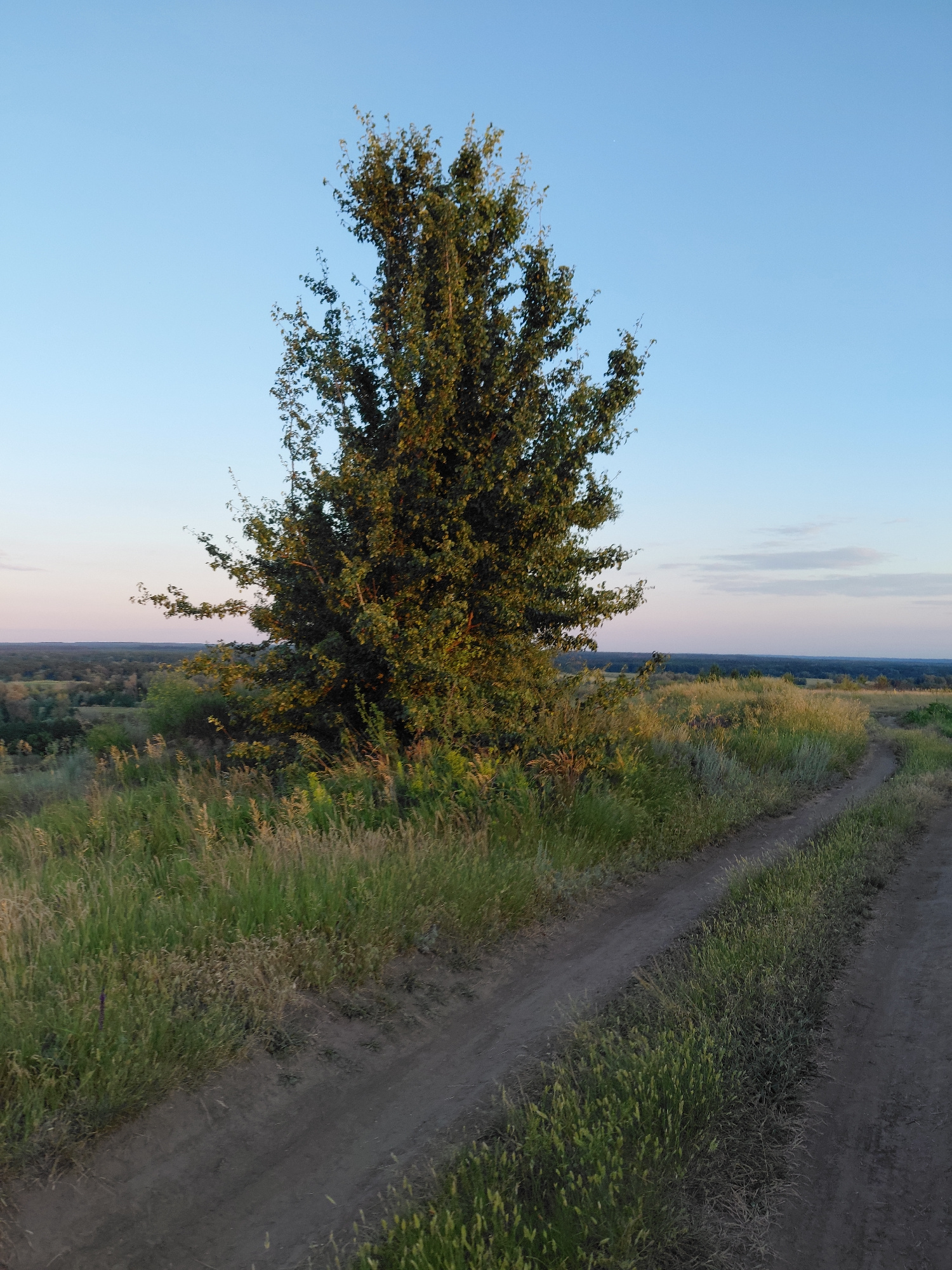 A medium-shot photograph depicts a lone, large deciduous tree situated on a grassy hillside in Ustyvytsia, Ukraine. The tree, with its dense green foliage, stands prominently to the left of the frame. In the foreground, a dirt path winds its way up the slope, bordered by tall, dry grasses that catch the warm, golden light of the setting sun. The background reveals a vast, undulating landscape of rolling hills covered in a patchwork of trees and fields, receding into the horizon under a clear, pale blue sky with faint hints of pink and orange near the horizon line. No people or animals are visible in the scene. The overall impression is one of rural tranquility at dusk.