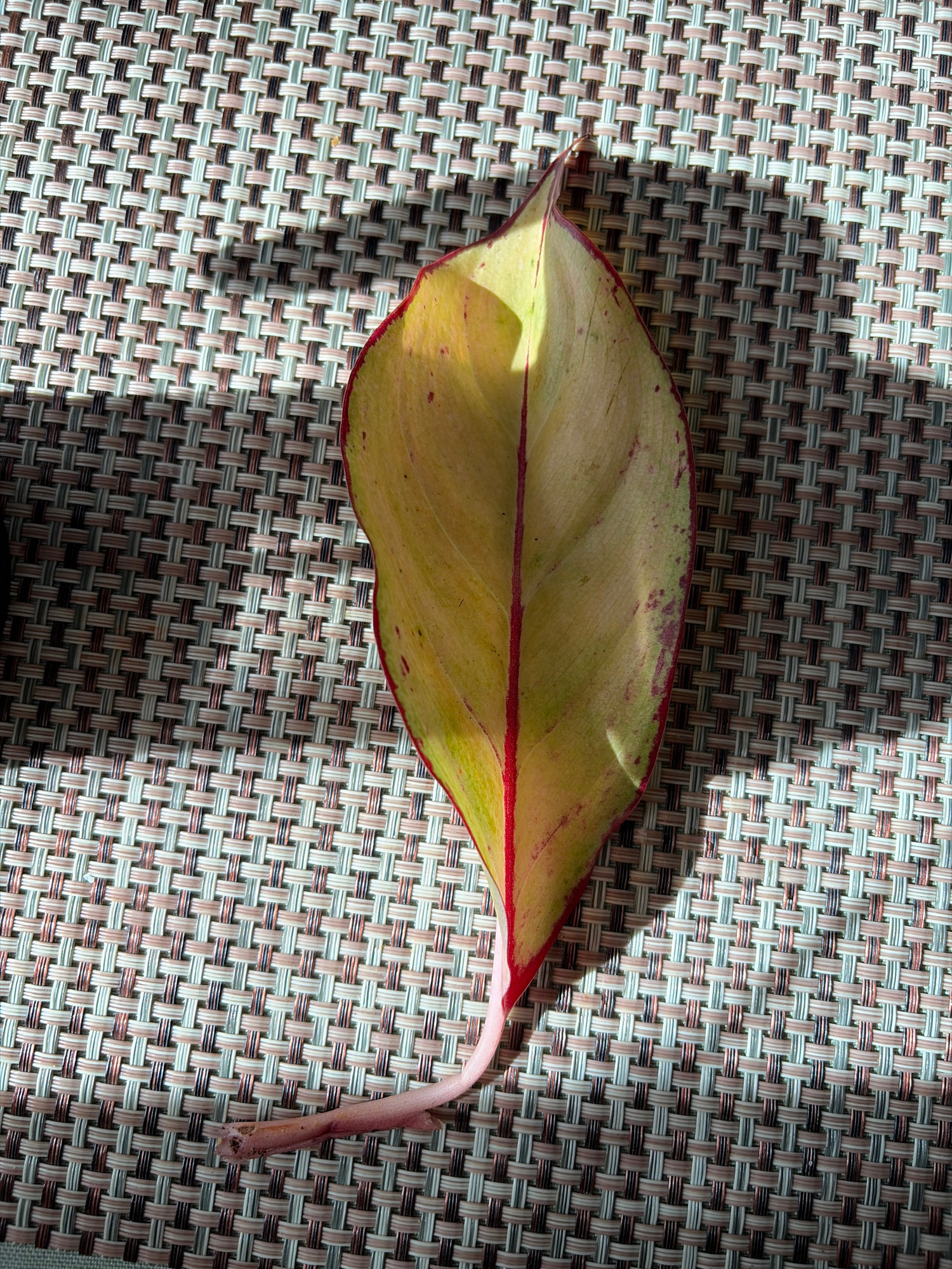 A single, fallen leaf rests on a woven surface. The leaf is oval-shaped with a pointed tip and a prominent red vein running down its center. Its surface is a mix of pale green and yellow, with irregular splotches of reddish-purple. The edge of the leaf is lined with a thin red border. The stem of the leaf, a light pinkish-brown, extends to the right.
The background is a textured weave composed of thin strands in varying shades of beige, brown, white, and light gray, creating a uniform pattern. Sunlight casts distinct shadows across the woven surface, suggesting it is daytime. The lighting also highlights the contours of the leaf and the weave. The overall impression is a still life, focusing on the textures and colors of the leaf and its immediate surroundings. There is no visible text.