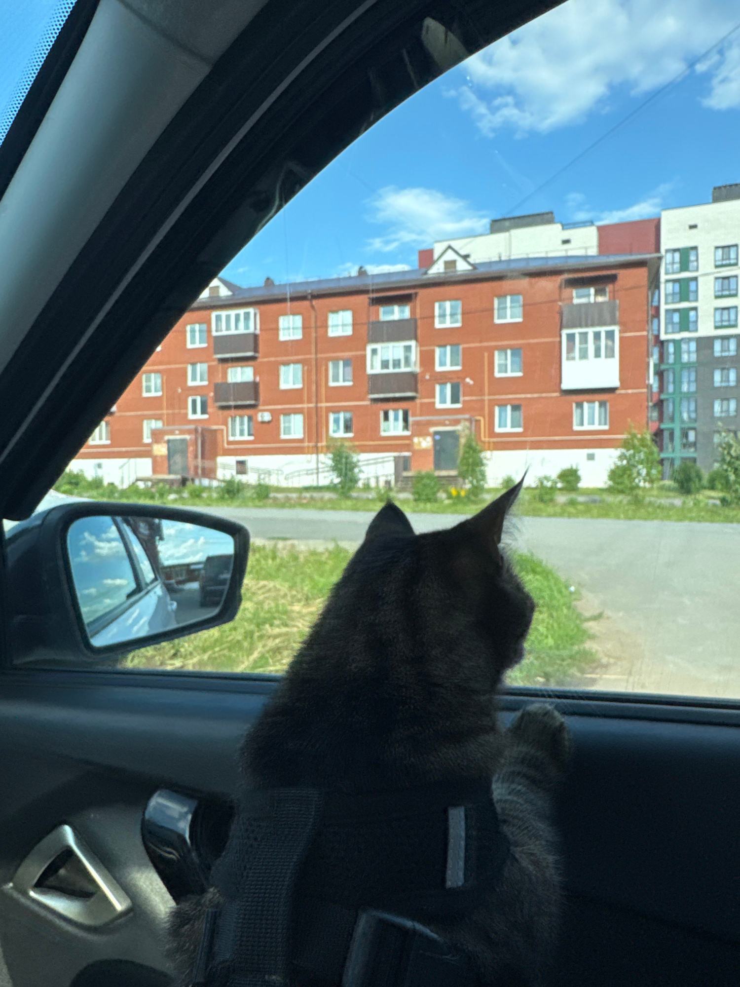 In this vertically oriented, close-up shot taken from inside a vehicle, a black cat is the primary subject, gazing out the window. The cat, wearing a black harness, is positioned on the passenger side, with its head and upper body visible. Its fur is dark, and its ears are pointed forward, suggesting alertness. The car's interior is dimly lit, with a dark dashboard and a silver door handle visible. A side mirror reflects the interior of the car and the sky.
Outside the window, a multi-story brick building with numerous windows dominates the view. The building is a warm, reddish-brown color, with white window frames. Above and to the left of this building, another taller, lighter-colored building with green and white accents can be seen against a bright blue sky dotted with fluffy white clouds. The scene suggests an urban or suburban environment, likely in Chernushka, Russia, given the building styles. Green grass and foliage are visible between the buildings and the road, indicating it is likely daytime, possibly late morning or early afternoon, with fair weather. The cat's relaxed posture and outward gaze imply a calm and perhaps curious mood. No text is visible in the image.